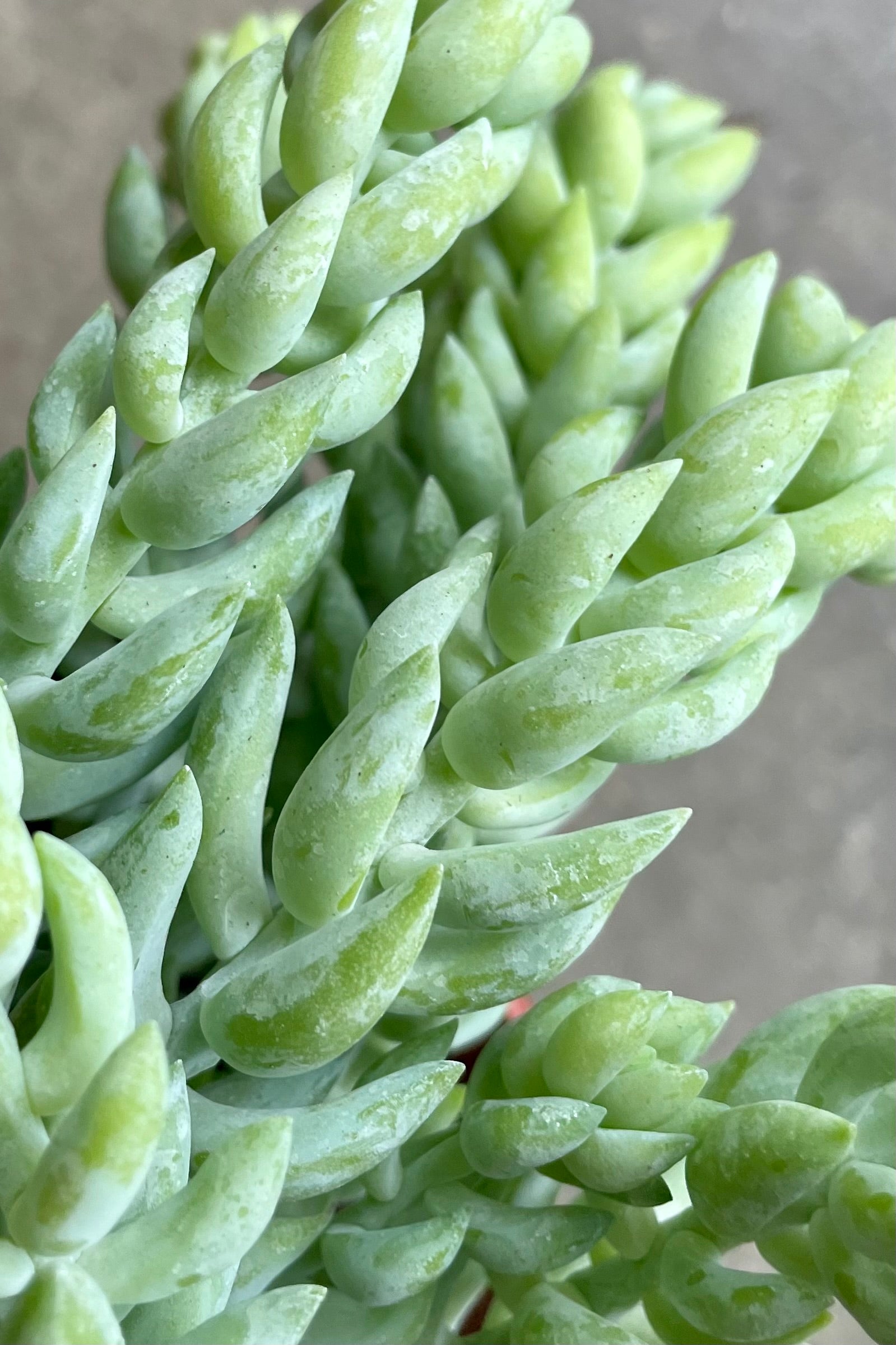Up close picture of the thick body segments of the Sedum 'Burros Tail / Burrito" at Sprout-home.