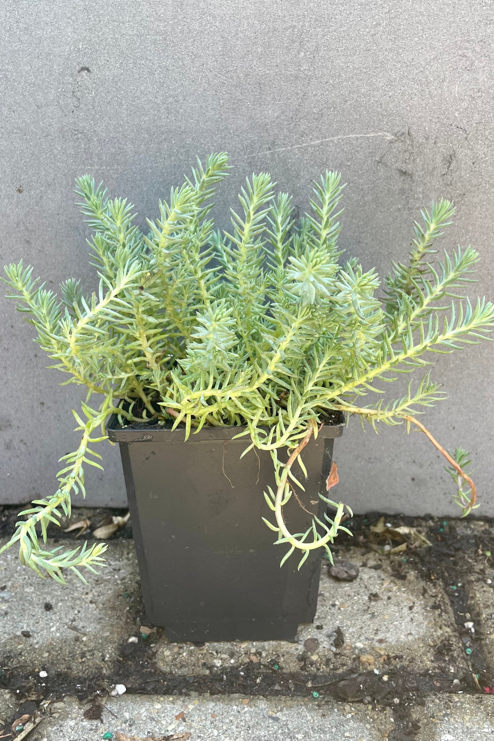 1qt size container of Sedum 'Blue Spruce' mid to late June just before blooming showing the green blue needle like thick foliage at Sprout-home. ©Sprout Home