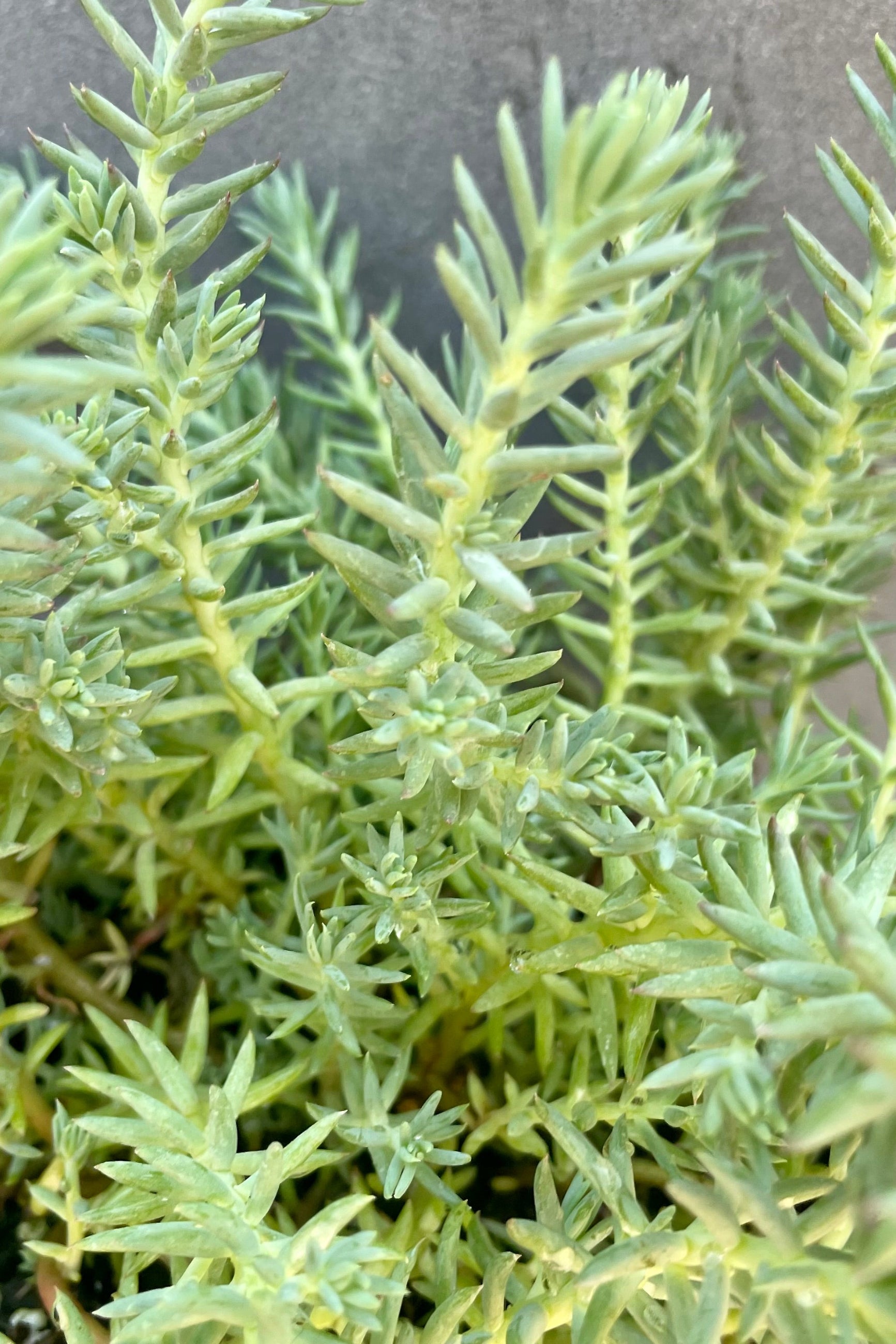 Sedum 'Blue Spruce' detail picture of the blue green needle like thick foliage mid late June at Sprout-home. ©Sprout Home