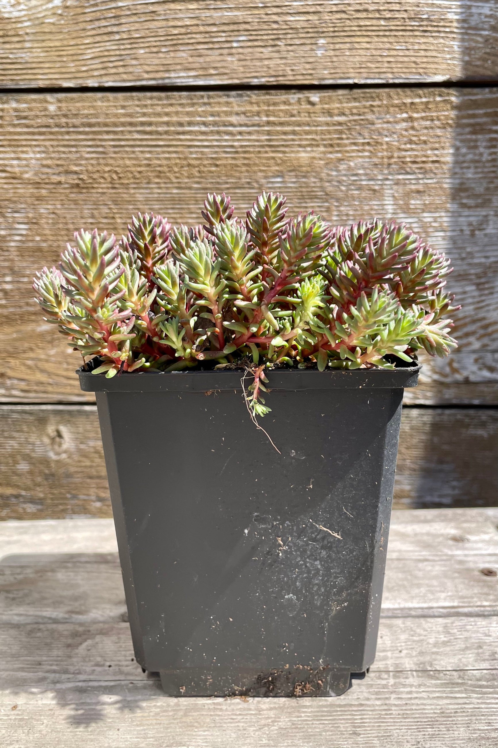 Sedum 'Red Wiggle' in a 1 qt. growers pot the middle of April against a wood fence at Sprout-home. ©Sprout Home