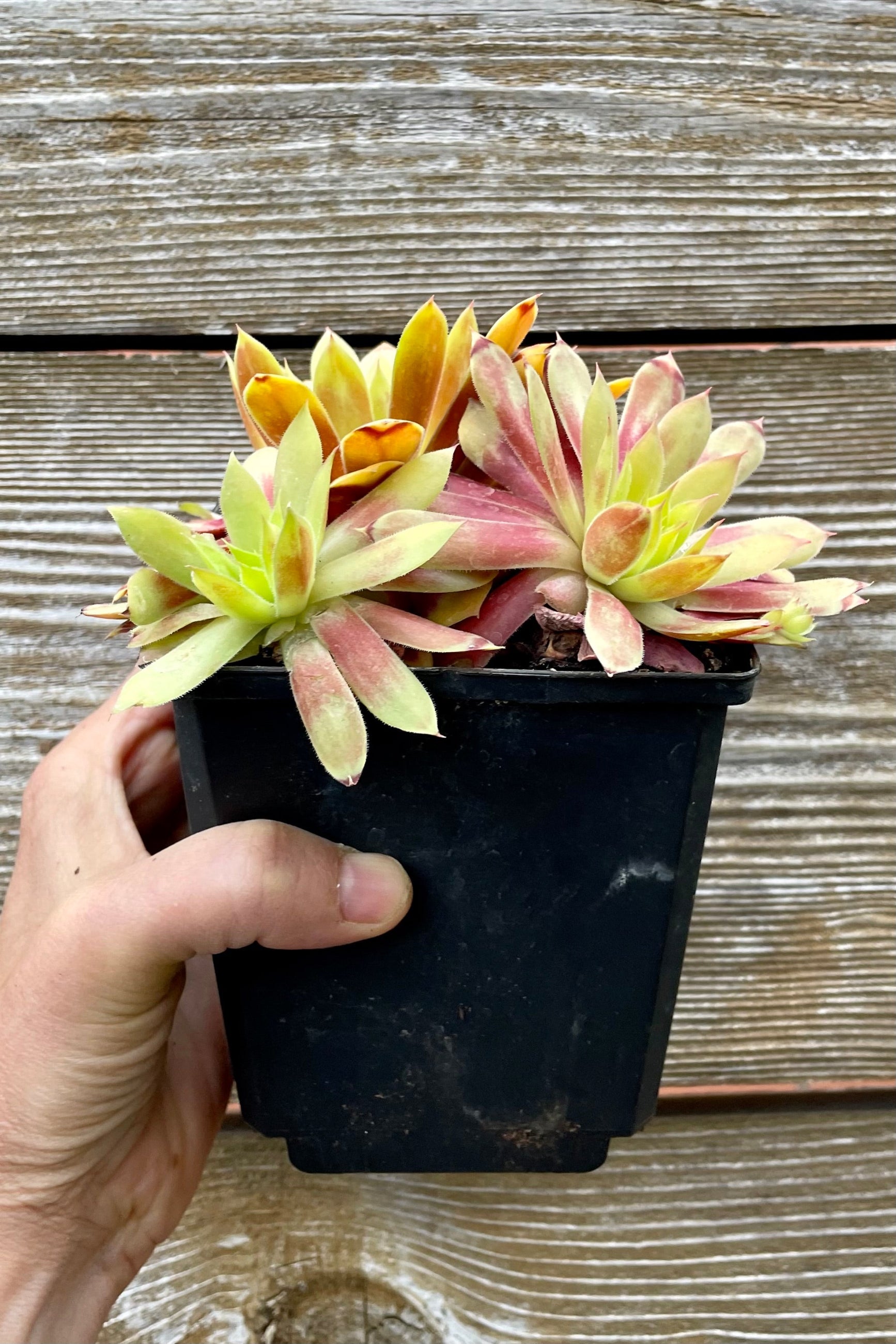 a 1 quart size growers pot of the Sempervivum 'Gold Nugget' mid May at Sprout-home. ©Sprout Home