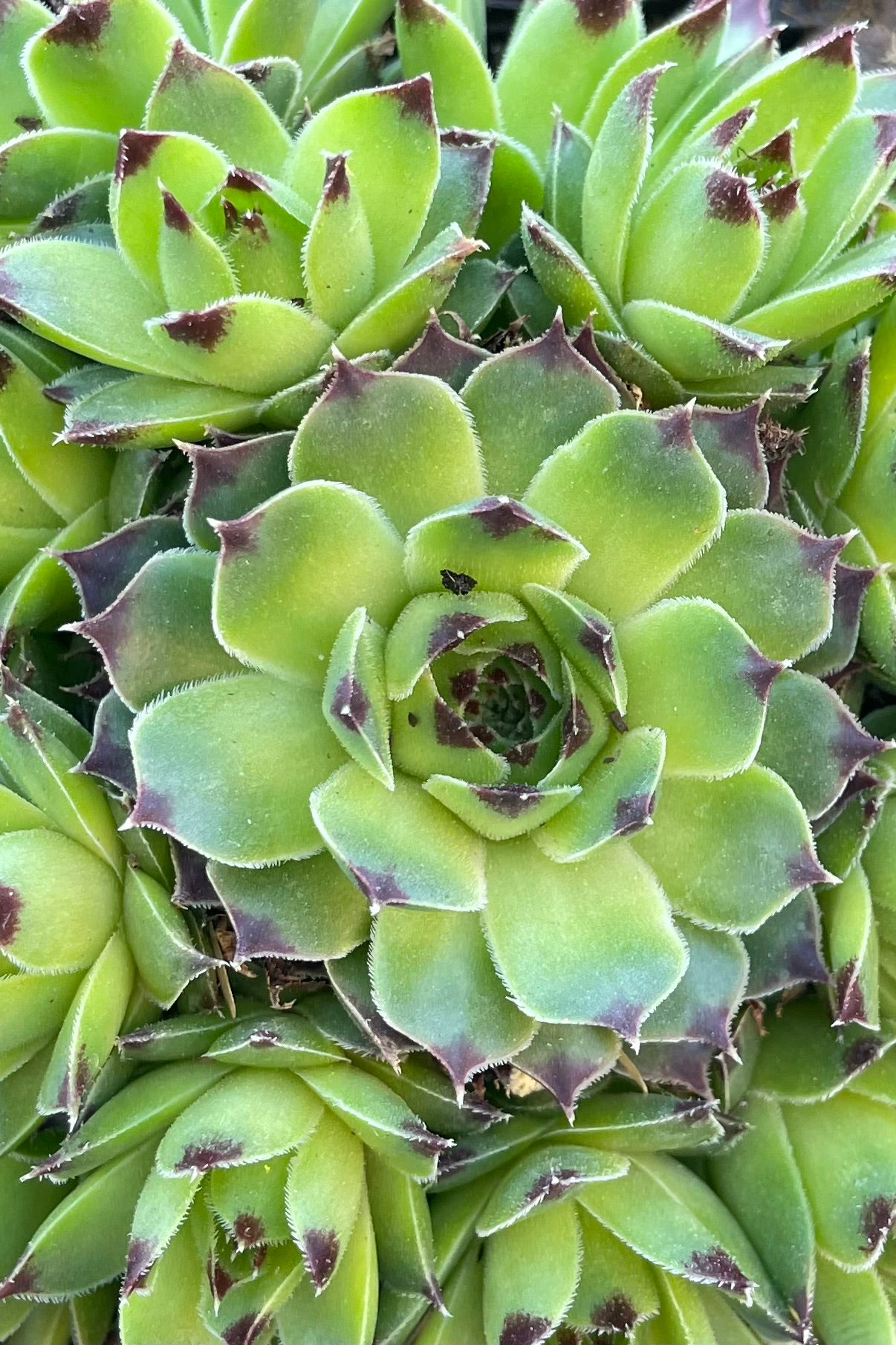 detail photo from above showing the rosettes of the Sempervivum 'Mrs. Guiseppi' with a green interior ribbed in burgundy  ©Sprout Home