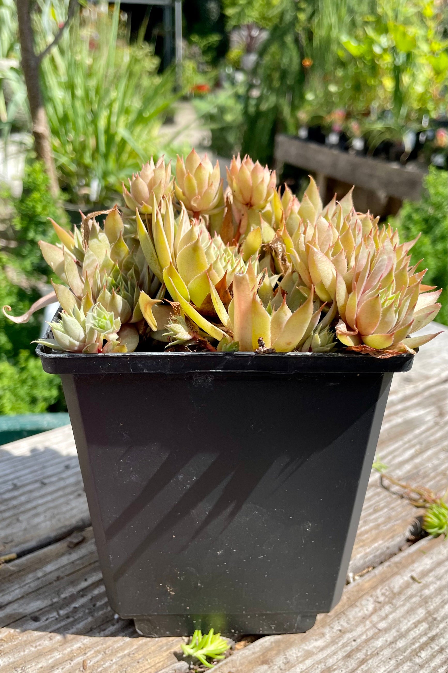 Sempervivum 'Twilight Blues' in a quart size growers pot showing the thick multicolor leaves forming rosettes the end of July.  ©Sprout Home ©Sprout Home