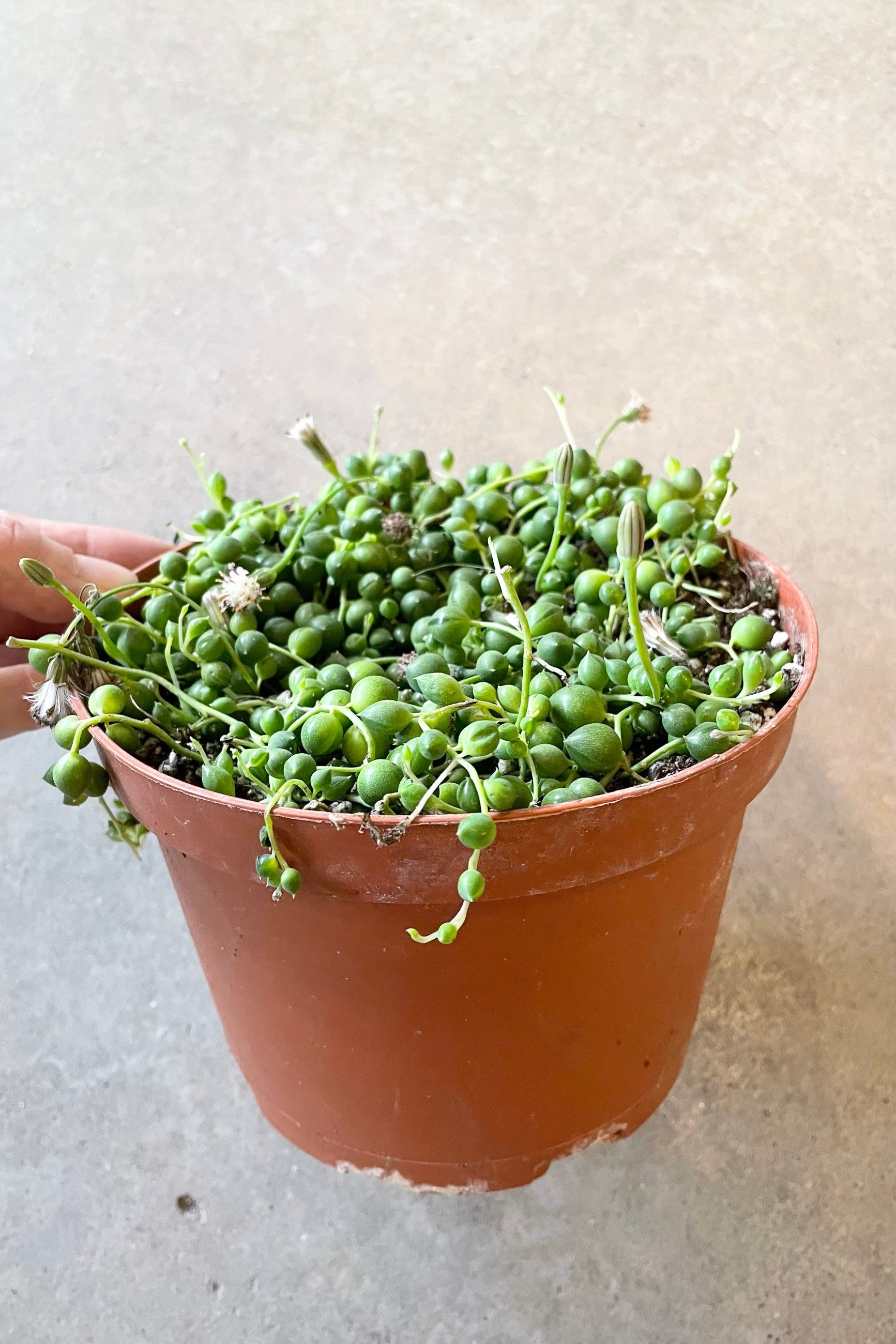A 6" growers pot with a Senecio rowleyanus at Sprout-home.