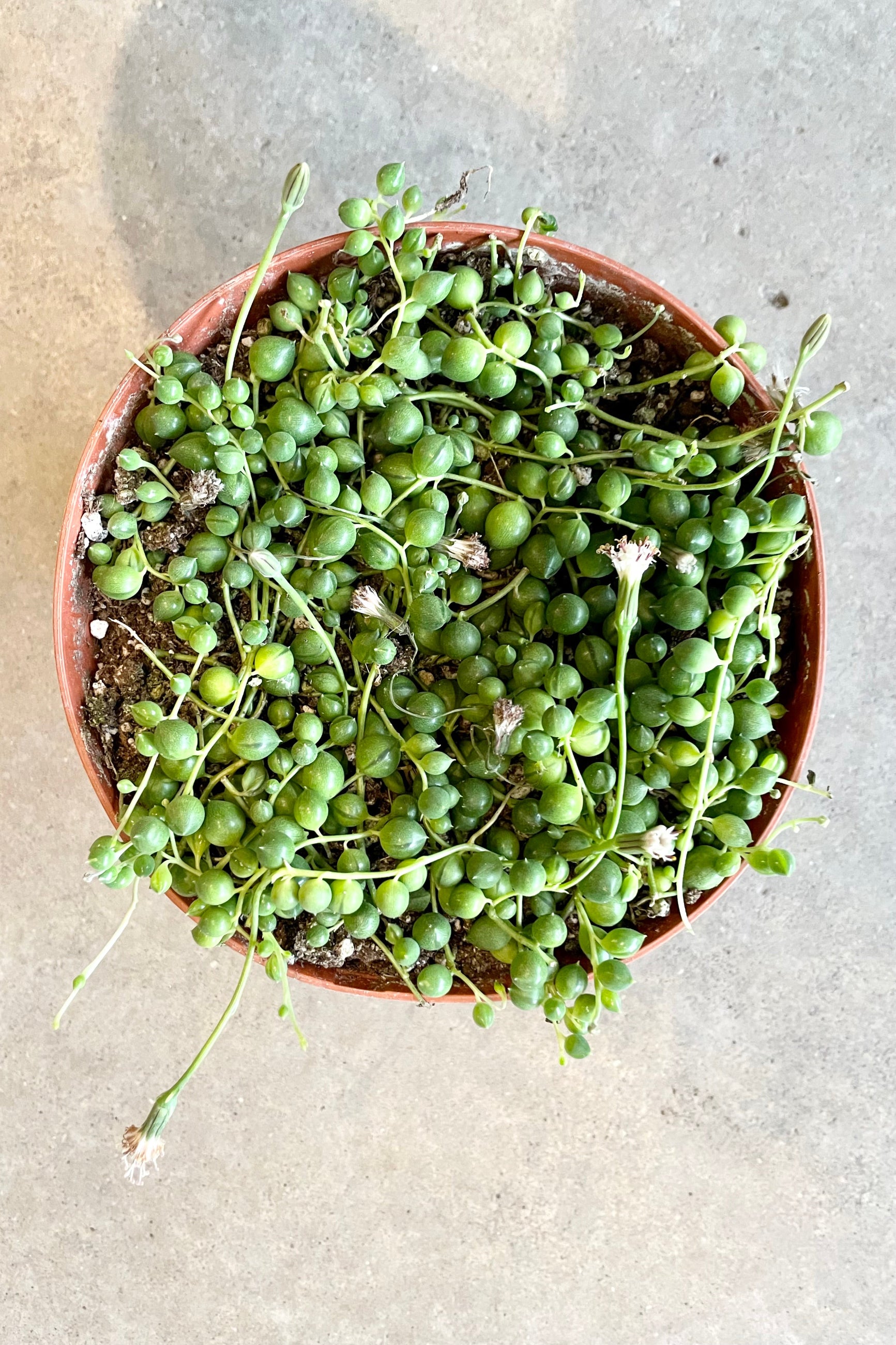 A 6" growers pot with a Senecio rowleyanus  from above at Sprout-home.