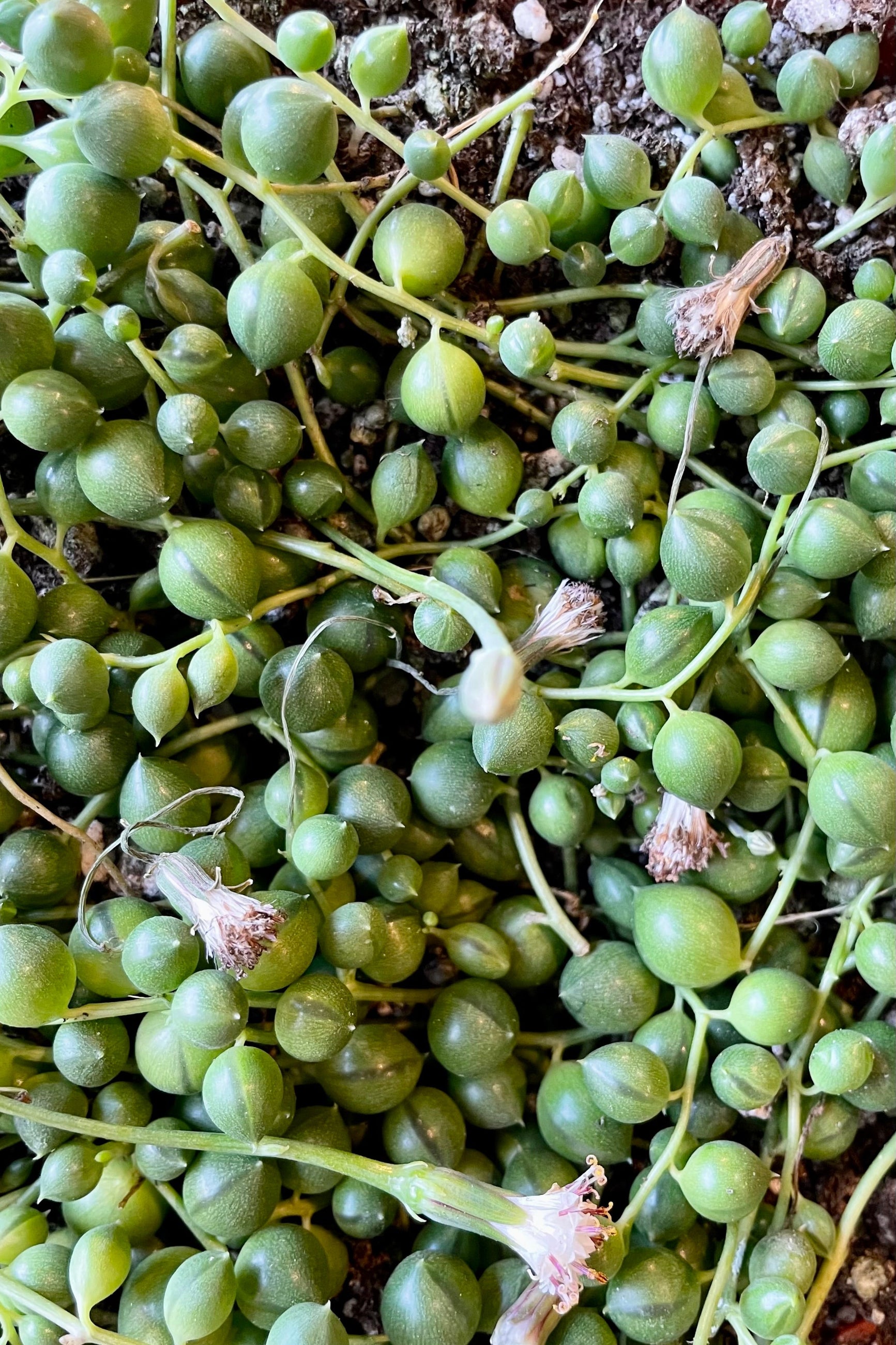 Detail picture showing the string of pearls of the Senecio rowleyanus at Sprout-home.