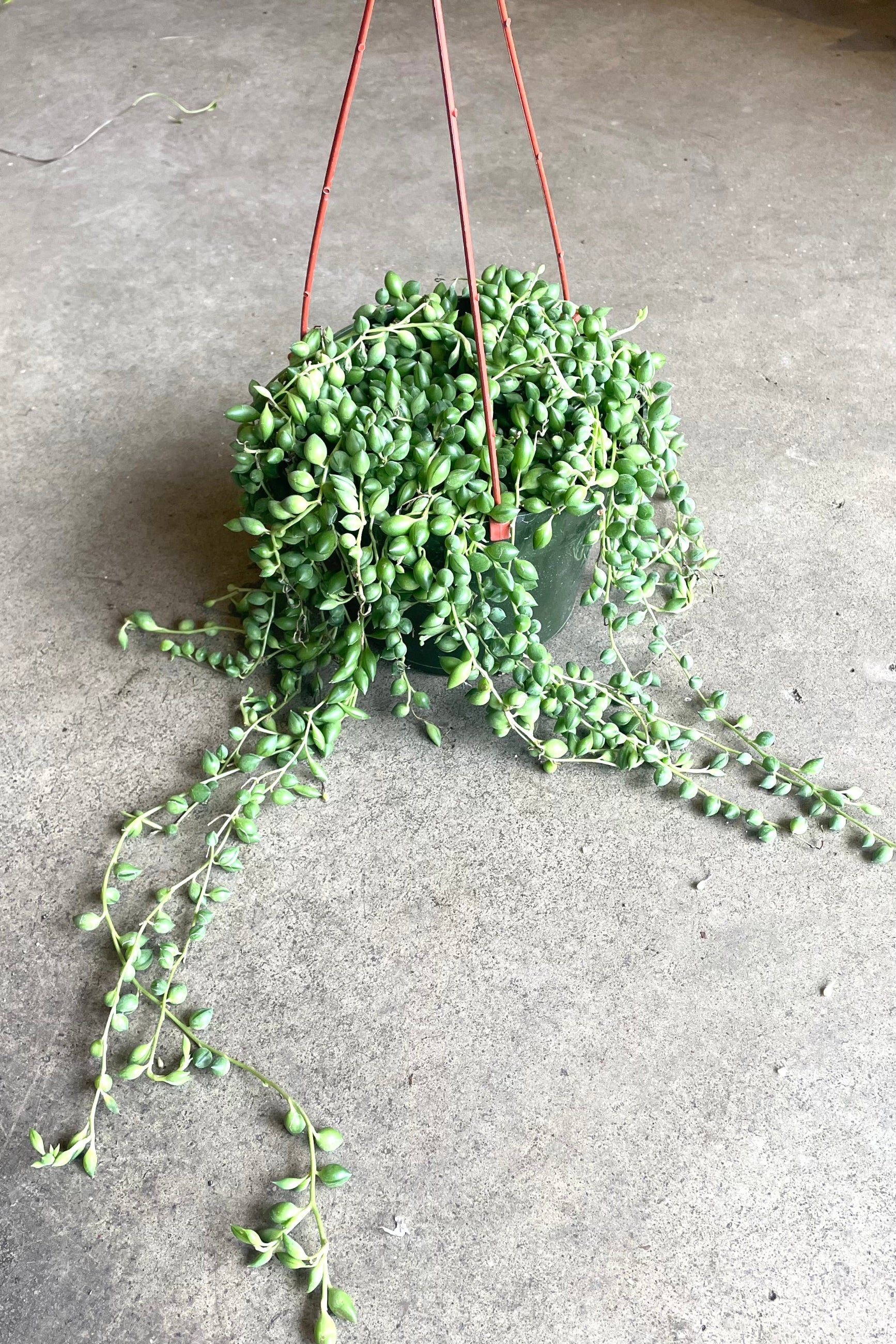A full view of Senecio radicans "String of Beans" 6" in hanging grow pot against concrete backdrop ©Sprout Home