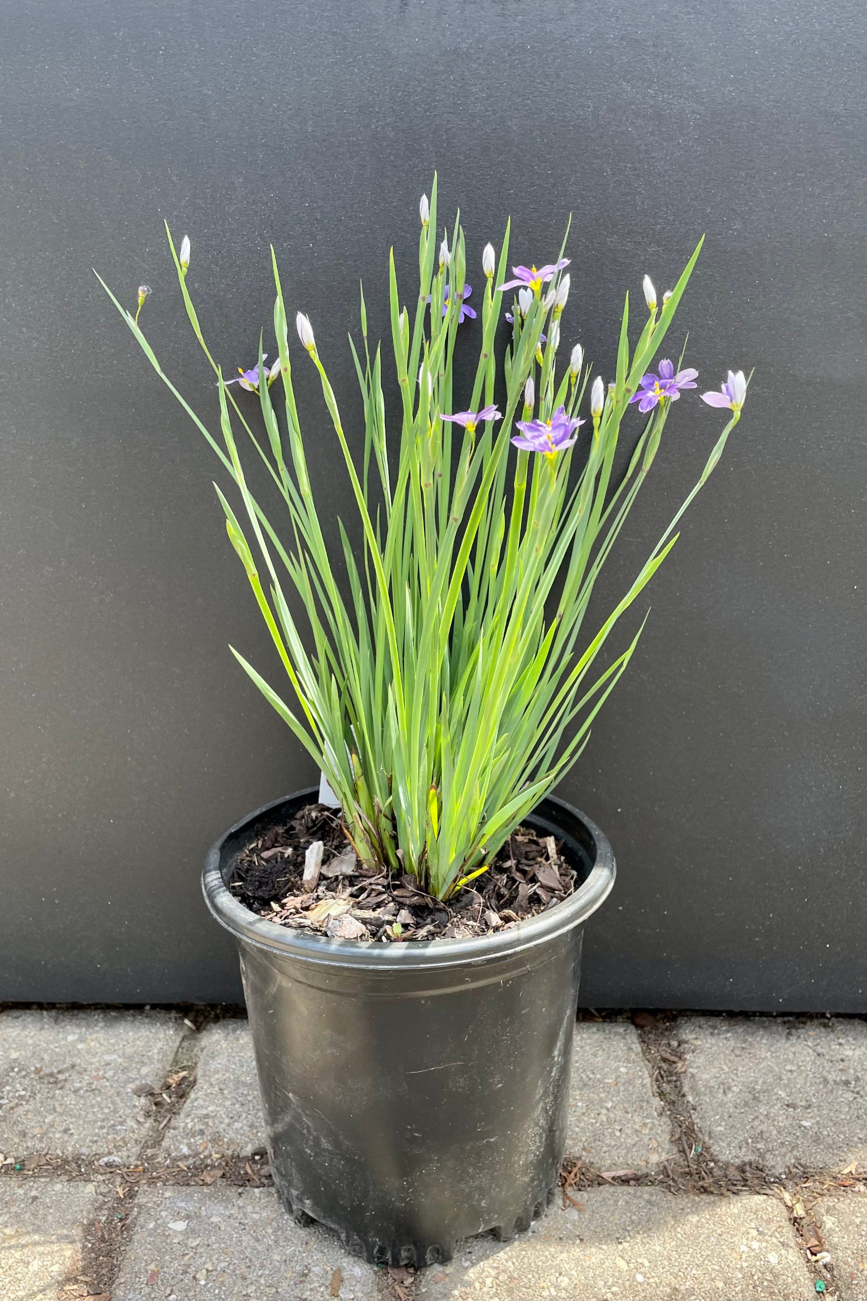 Sisyrinchium 'Lucerne'#1 pot begining to bloom the end of May with purple flowers with yellow centers at Sprout-home. ©Sprout Home