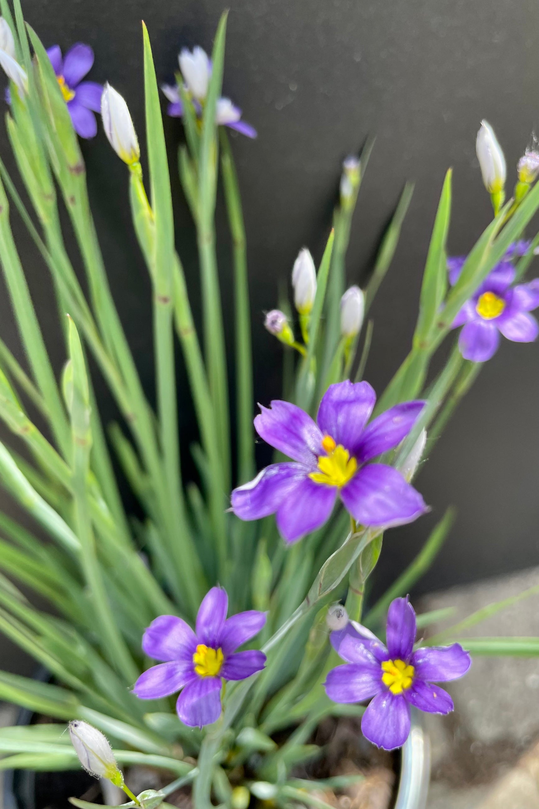 Sisyrinchium 'Lucerne' beggining to bloom the end of May with purple flowers with yellow centers at Sprout-home. ©Sprout Home