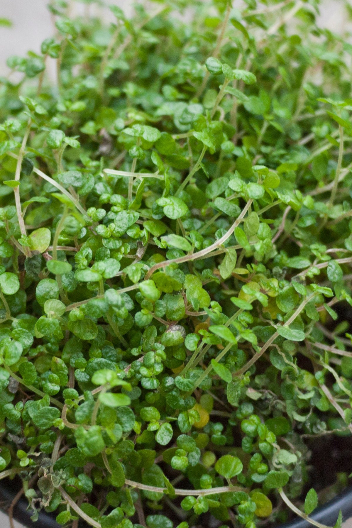 Up close picture of the delicate leaves of the Soleirolia soleirolii plant.