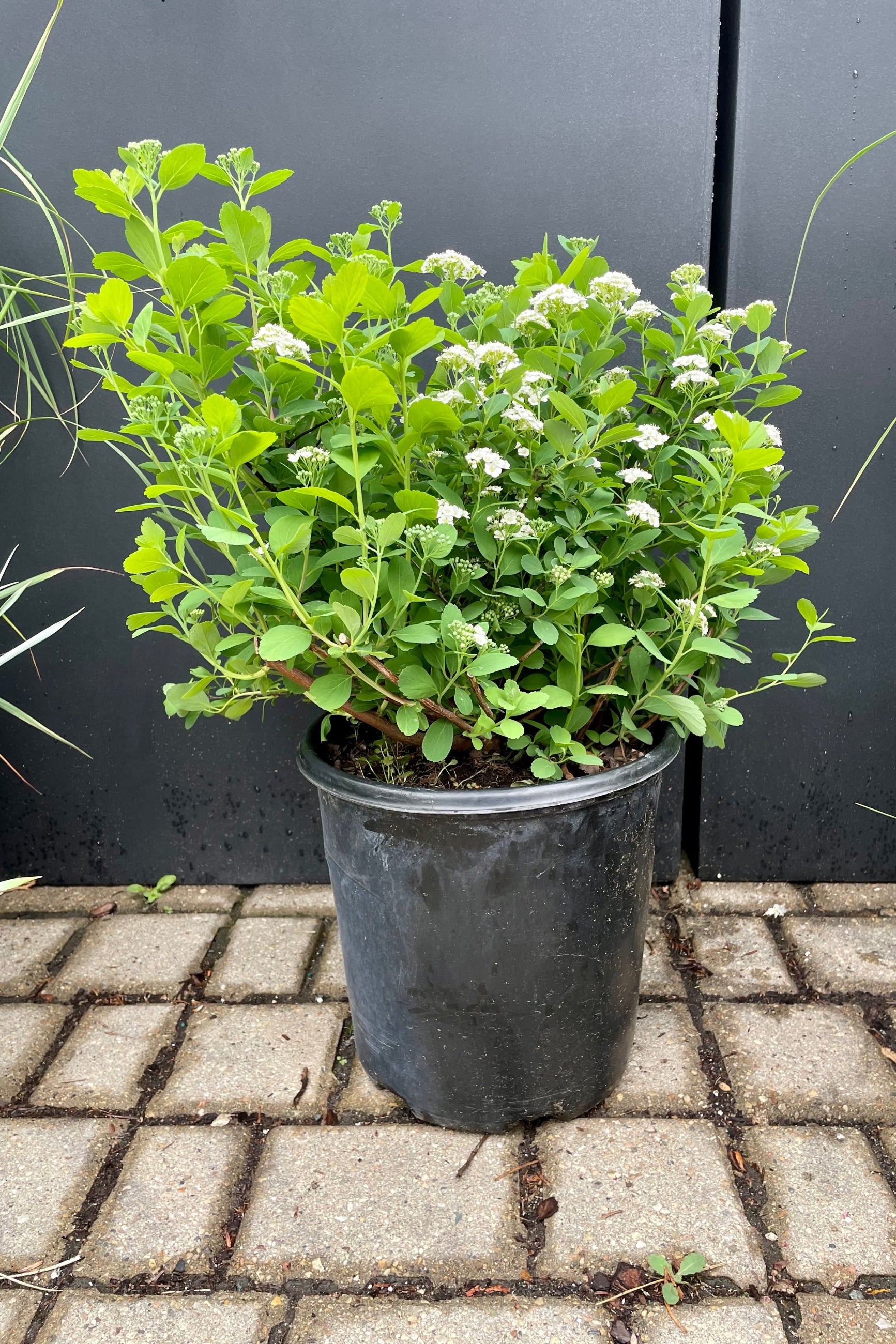 The Spiraea 'Tor' in a #2 growers pot in the middle of May in bloom with white flowers against a black background and Sprout-home. ©Sprout Home