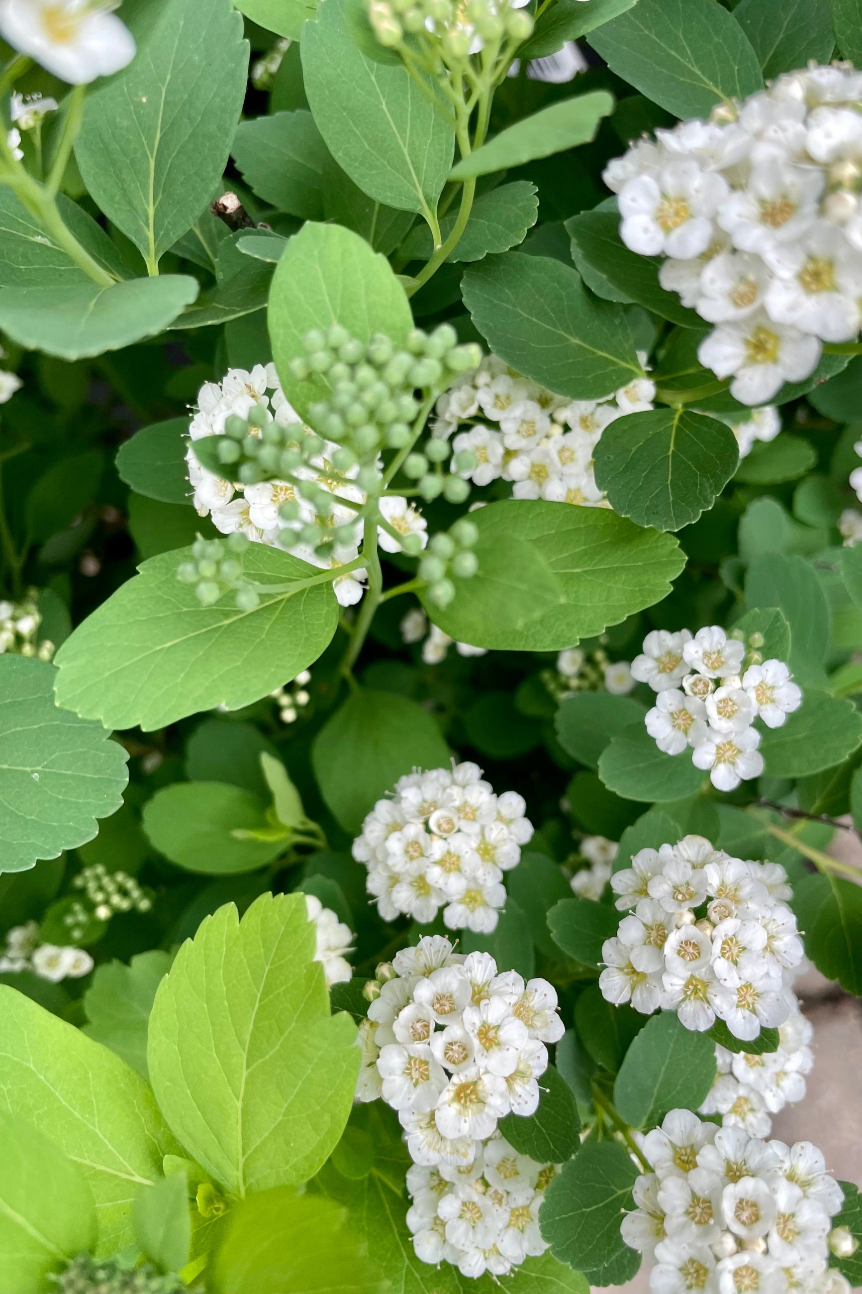 The white flowers and green ovate leaves of the Spiraea 'Tor' in the middle of May at Sprout-home in Chicago. ©Sprout Home