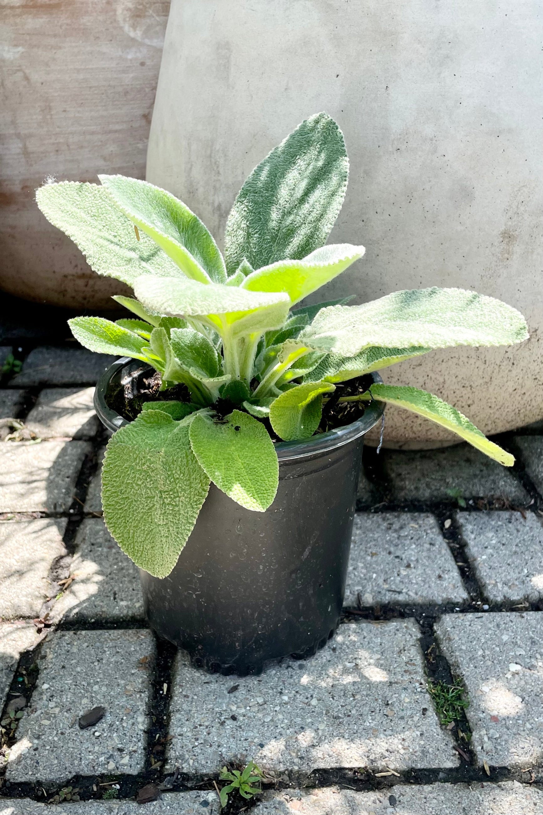 #1 size container of Stachys 'Helen Von Stein' perennial in front of terracotta pots showing the white green fuzzy leaves at Sprout-home in mid June. ©Sprout Home