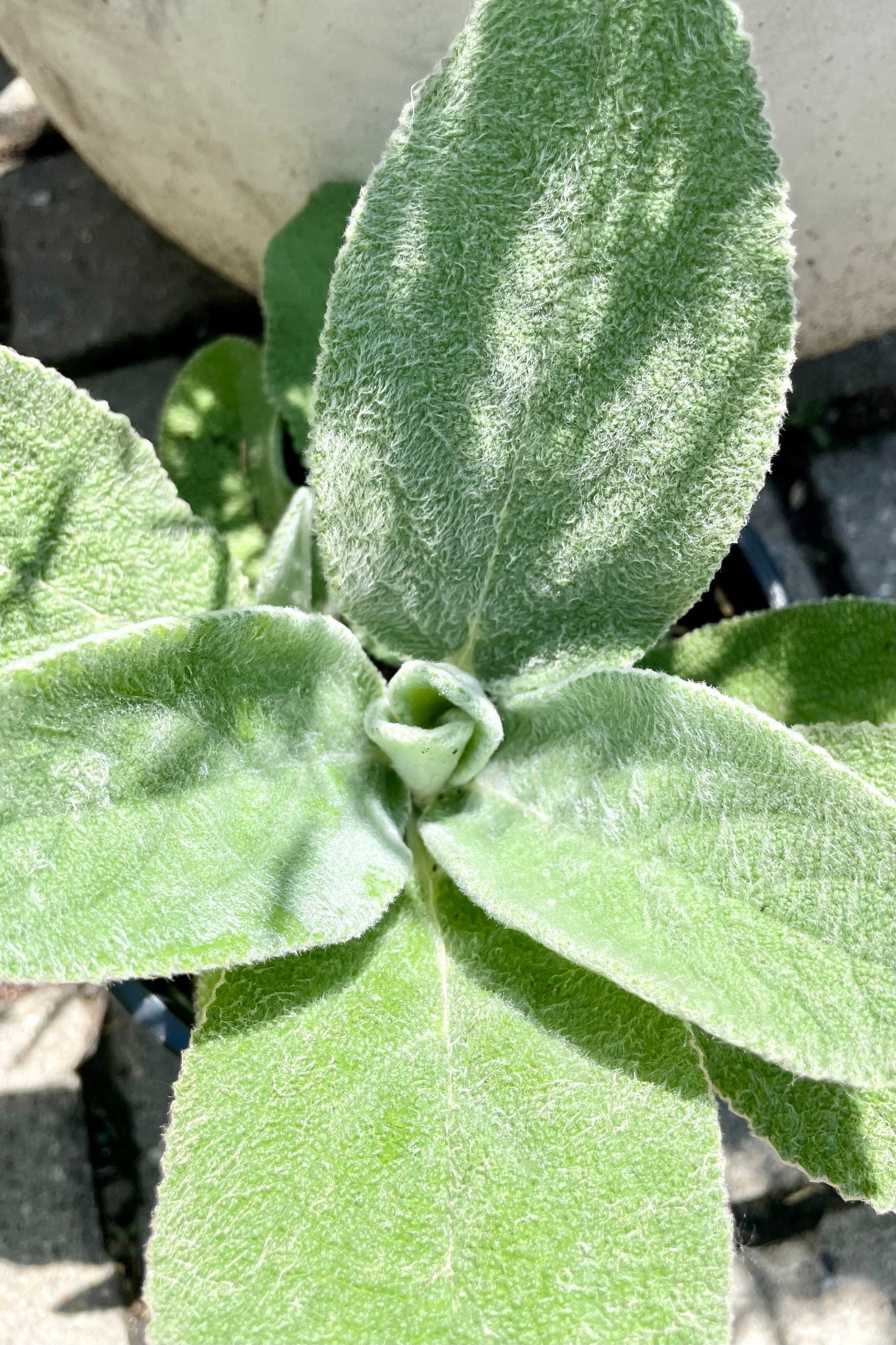 Close up shot of the white green fuzzy leaves of the Stachys 'Helen Von Stein' perennial mid June at Sprout-home. ©Sprout Home