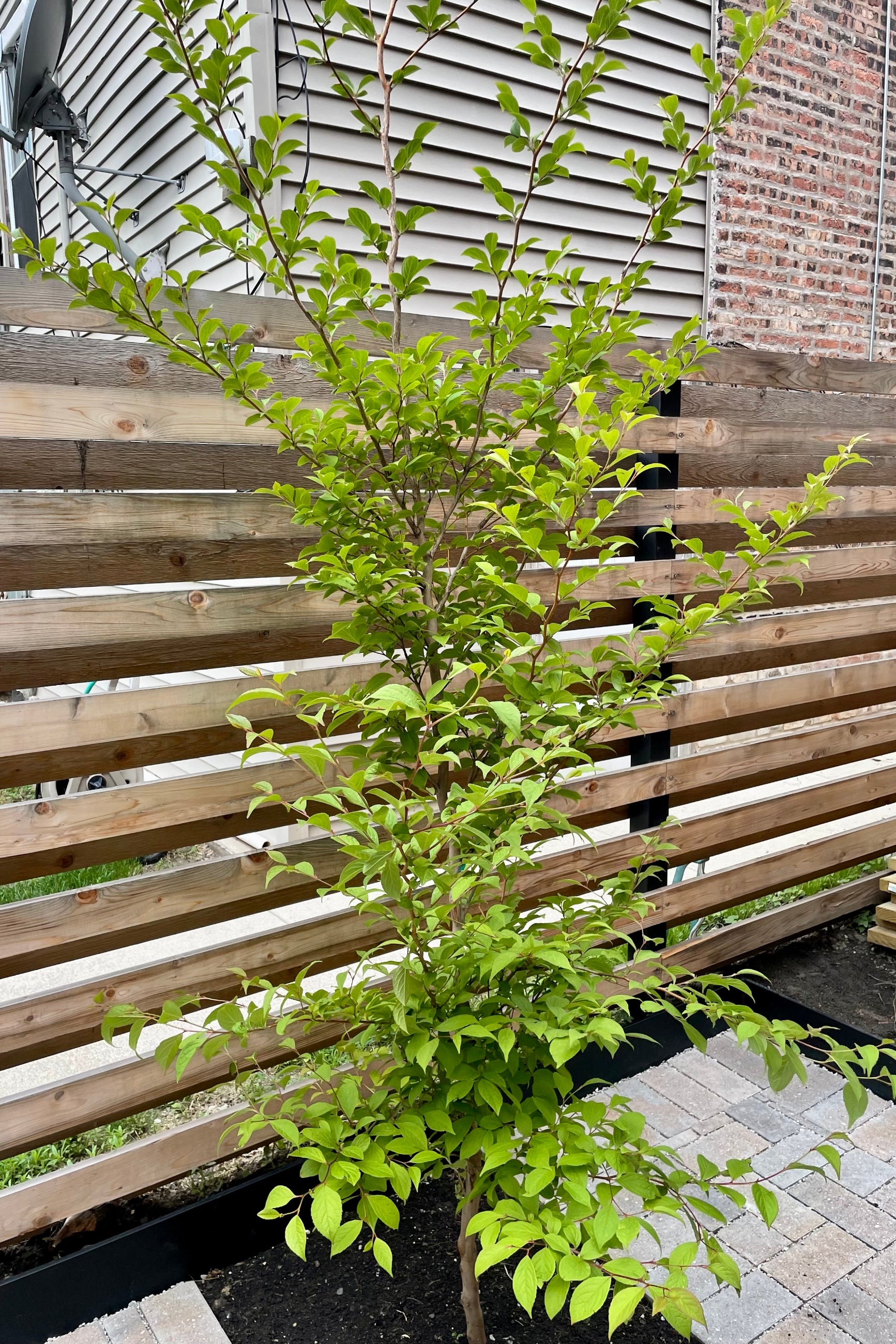 #15 growers pot size of the Stewartia tree planted in the ground in front of a wood fence middle of June from Sprout-home. ©Sprout Home