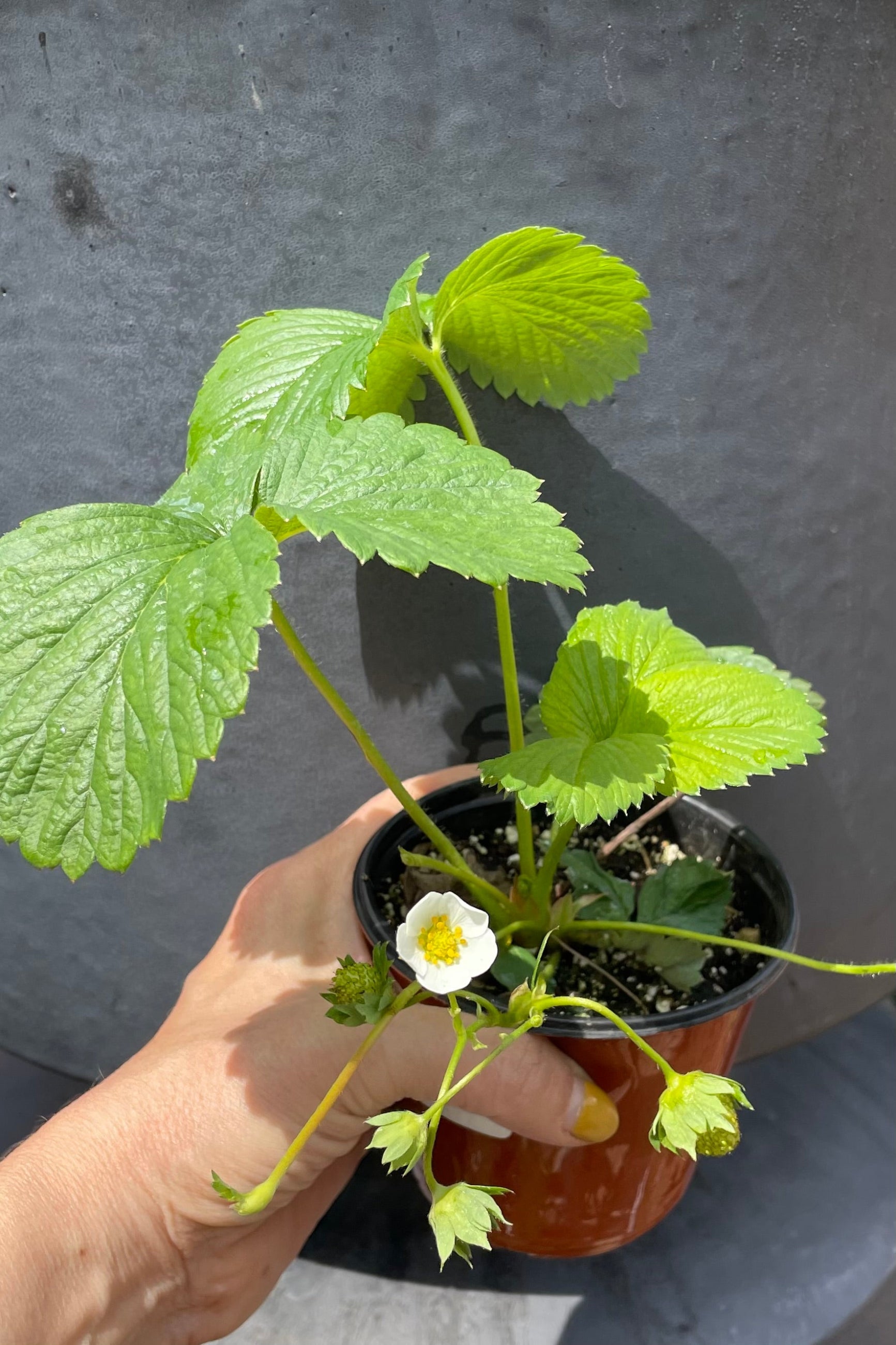 Strawberry 'Ozark Beauty' just blooming the middle of April with a white flower and green leaves rising above. ©Sprout Home