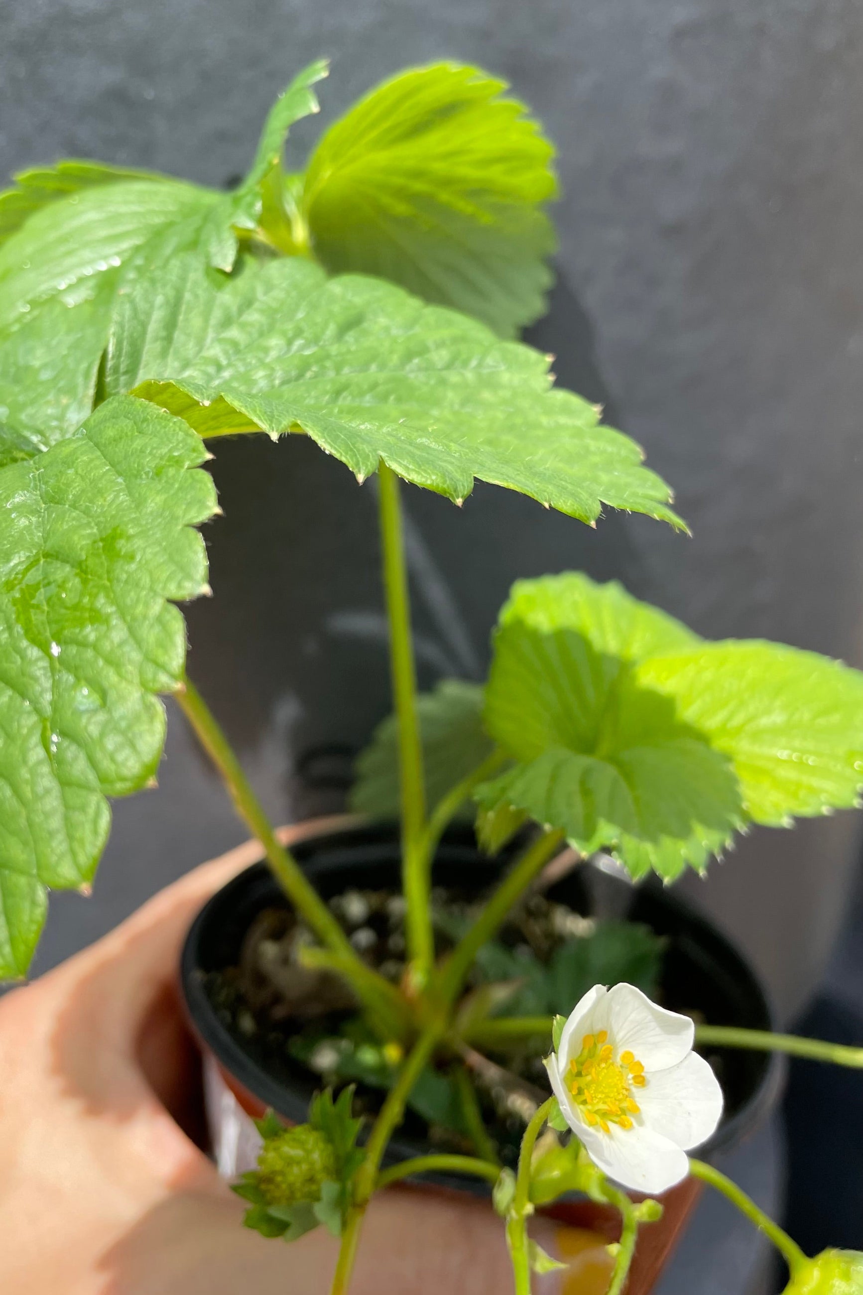 Stawberry 'Ozark Beauty' the middle of April just blooming its white flower.  ©Sprout Home