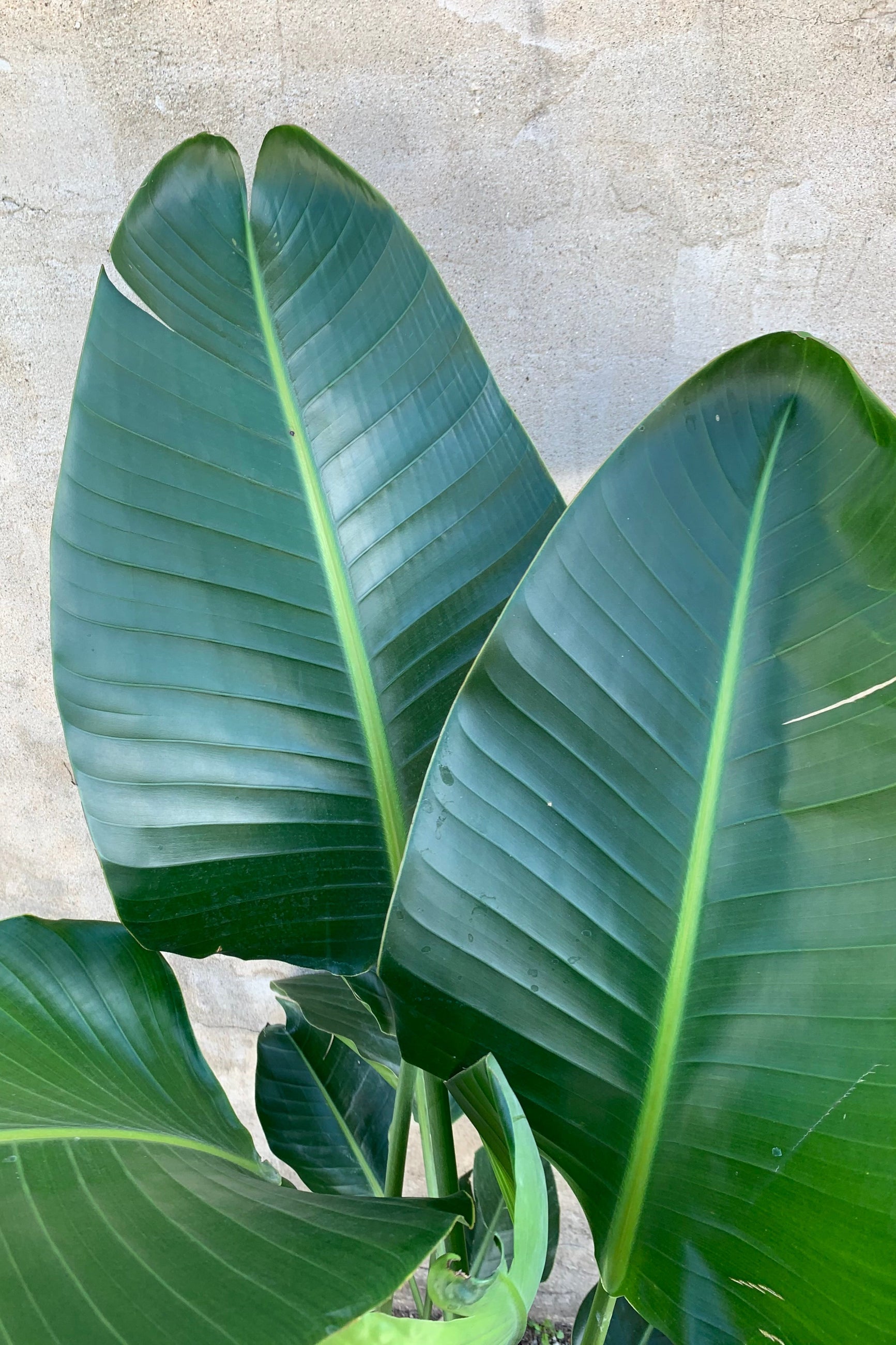 Strelitzia nicolai "White bird of Paradise" 14”