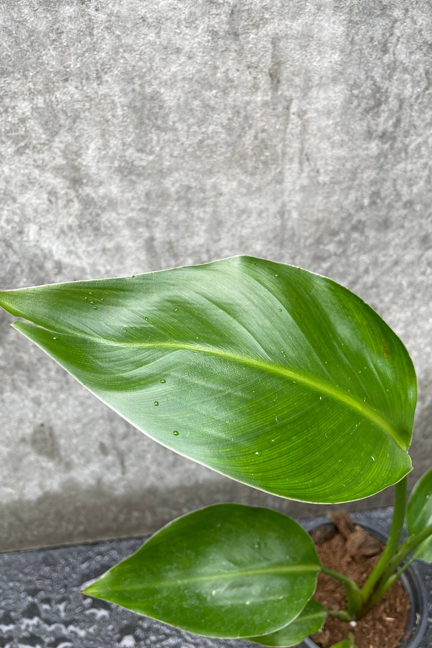 Close up of Strelitzia nicolai "White Bird of Paradise" leaves