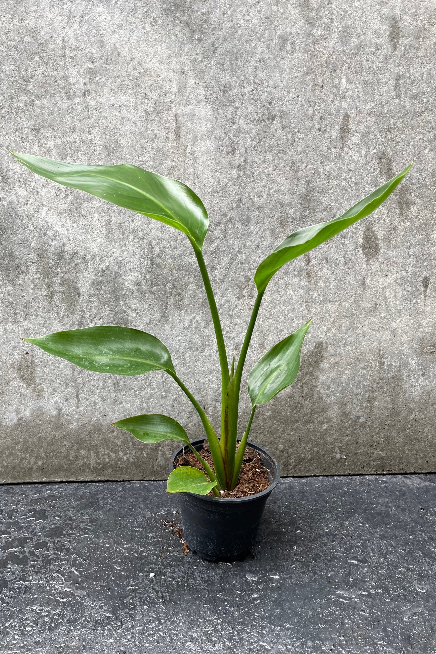 Strelitzia nicolai "White Bird of Paradise" in grow pot in front of grey background