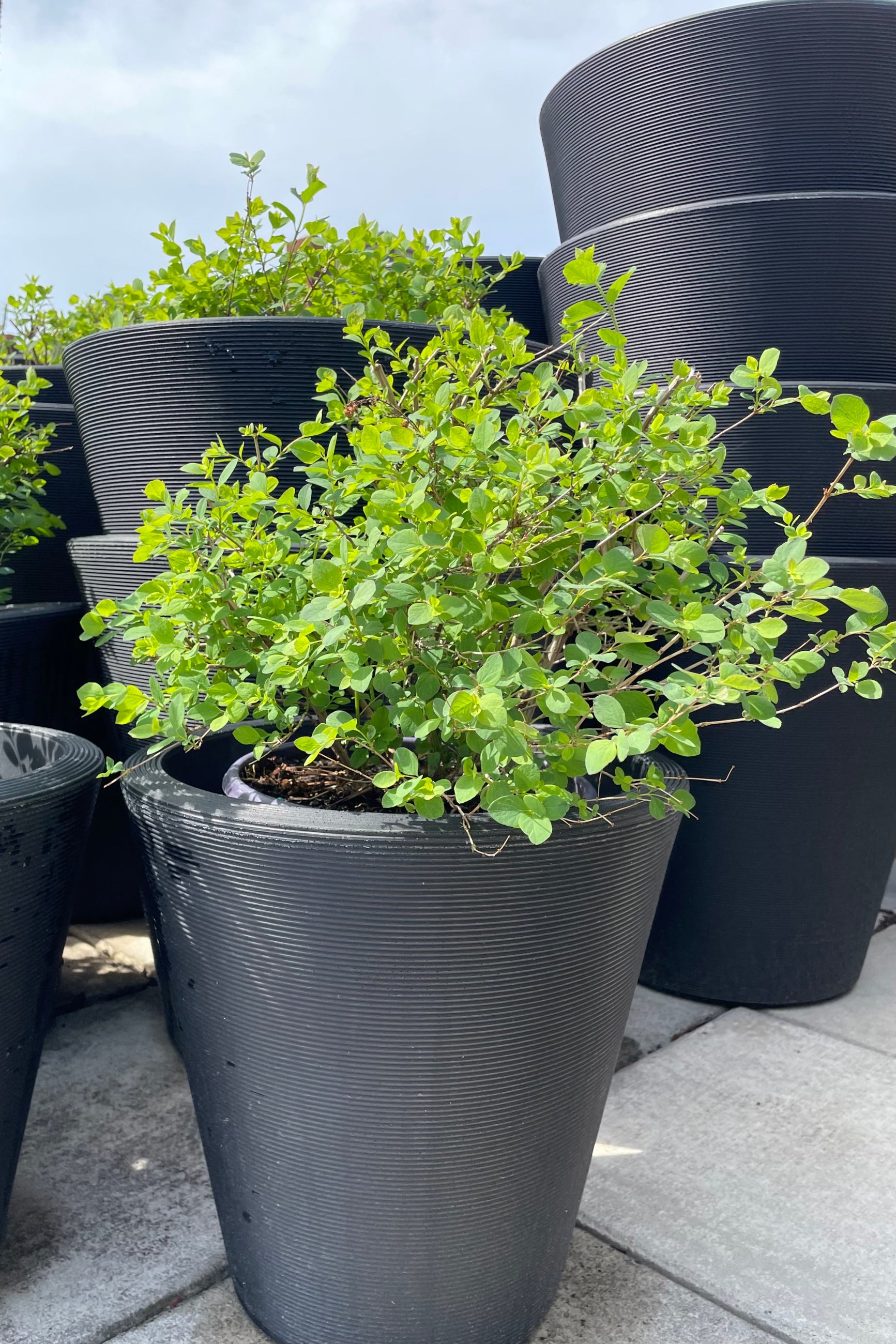 Symphoricarus 'Galaxy' in a #2 growers pot sitting in a decorative container the beginning of spring mid April at Sprout-home.  ©Sprout Home