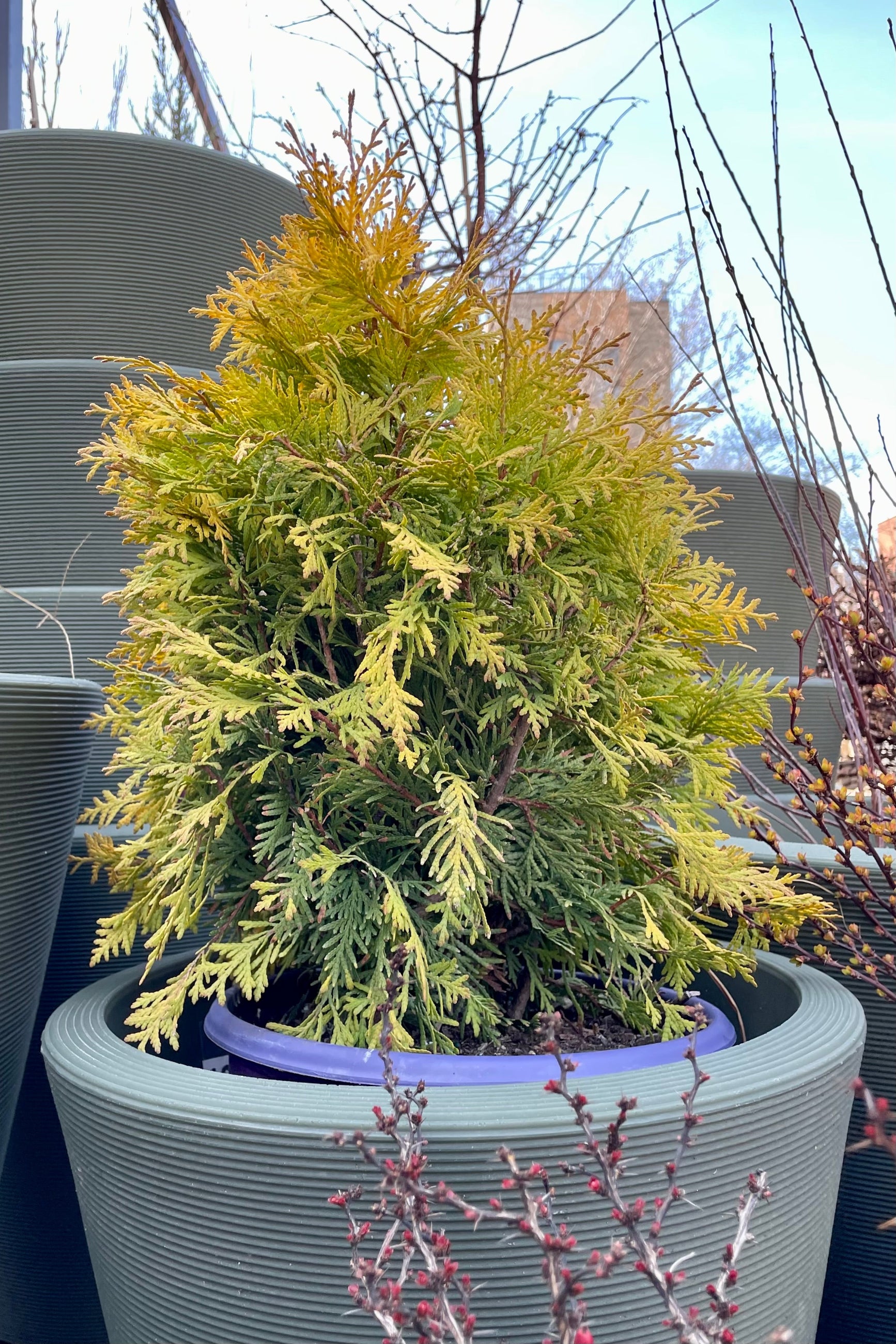 Thuja 'Lemon Burst' #2 pot size sitting in a decorative pot the beginning of spring at Sprout-home. ©Sprout Home