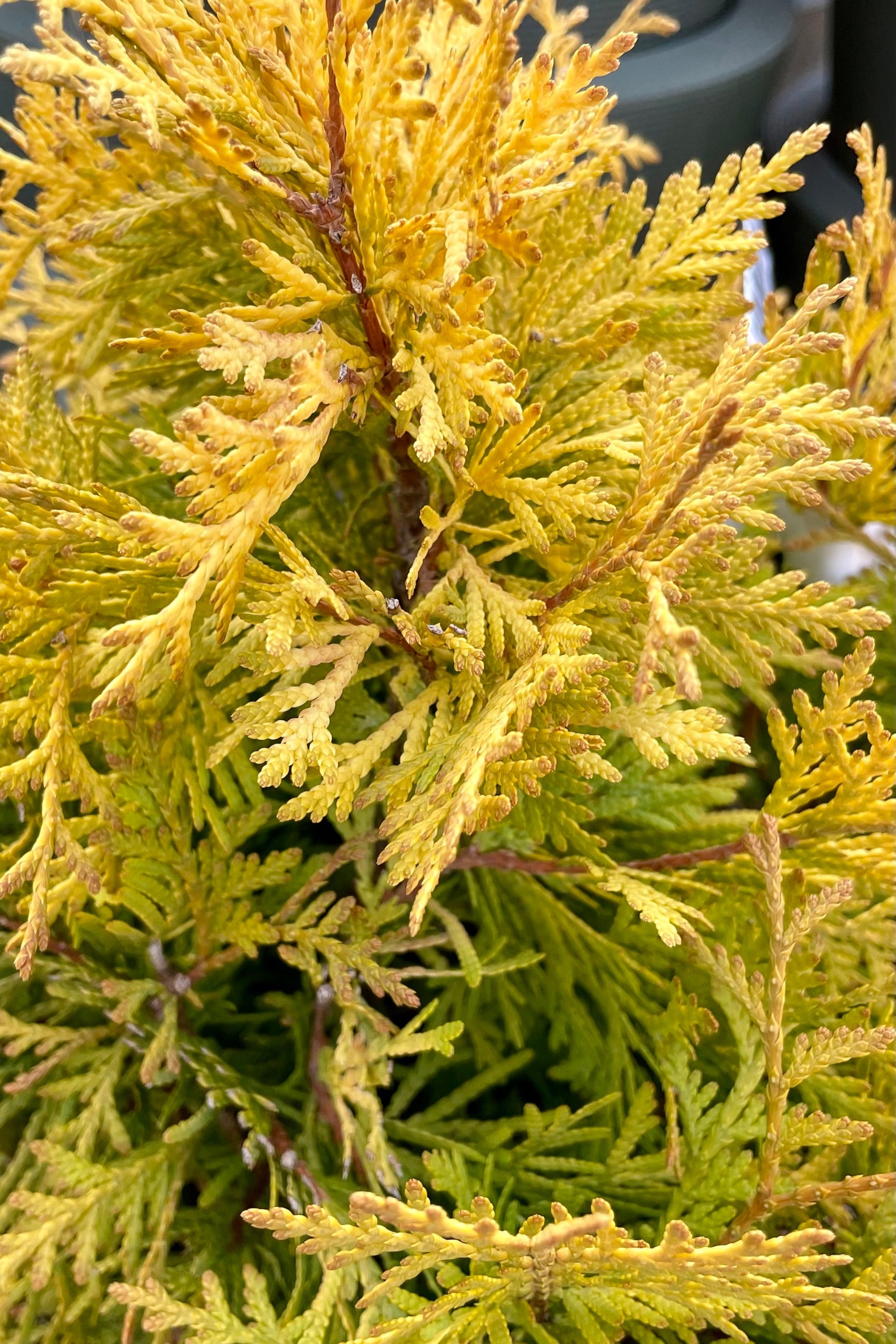 The bright yellow and slightly orange lobed foliage of the Thuja 'Lemon Burst' the beginning of spring at Sprout-home. ©Sprout Home