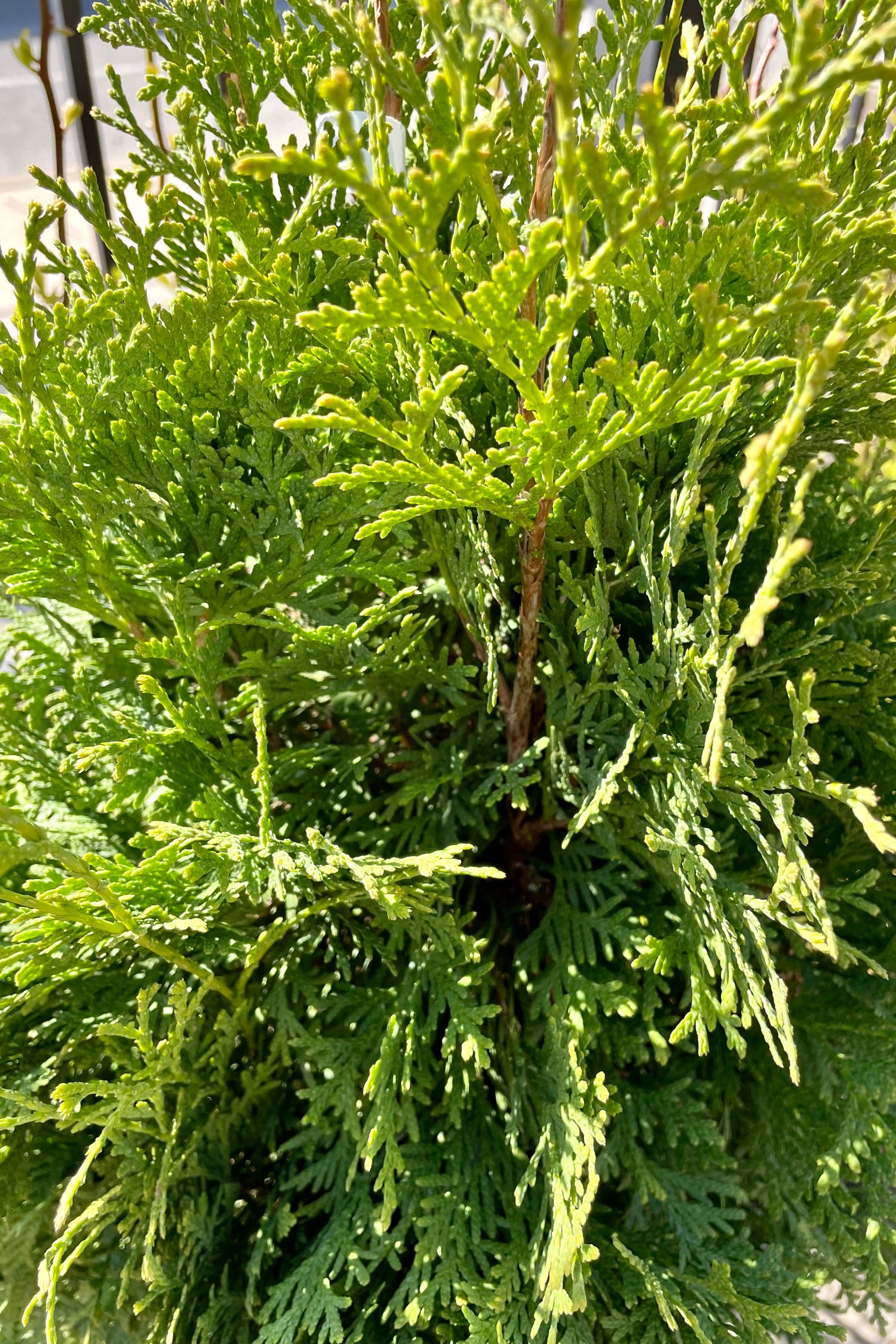 Thuja 'Pyramidalis' up close showing the fluffy evergreen fronds in April.  ©Sprout Home
