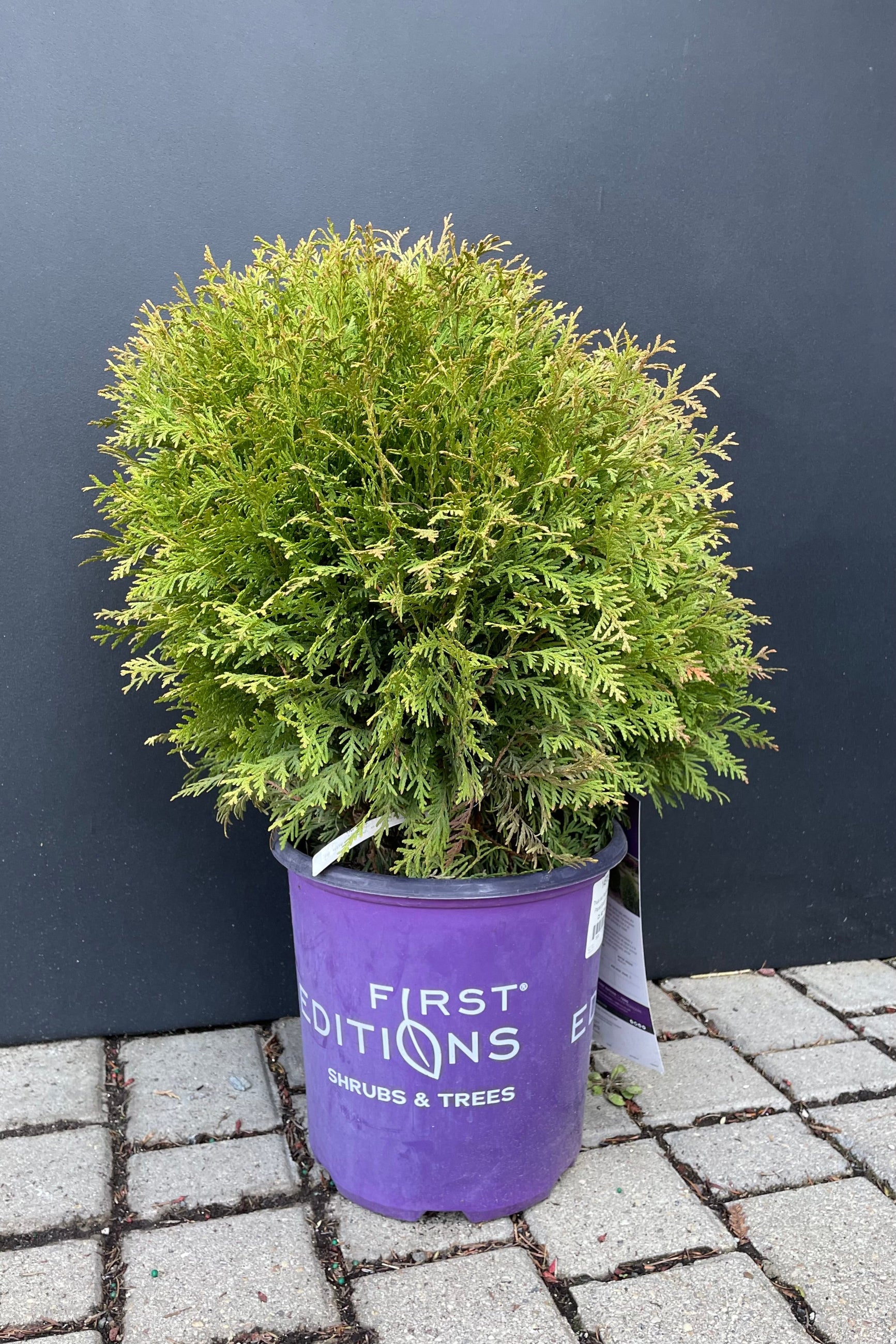 Thuja 'Planet Earth' in a #2 growers pot the beginning of spring against a black wall at Sprout-home.  ©Sprout Home