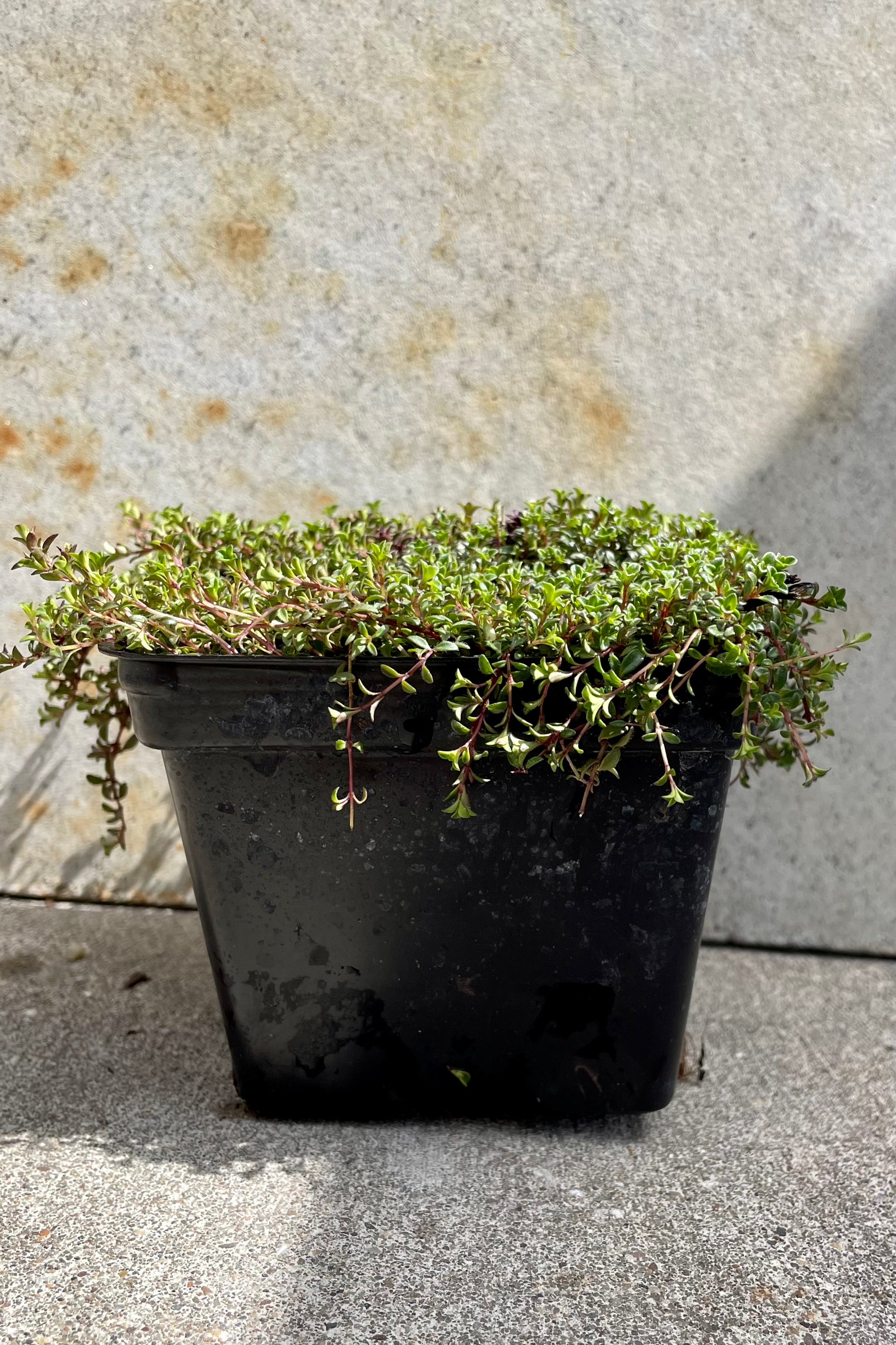detail of Thymus 'Coccineus' 1qt against a grey wall ©Sprout Home