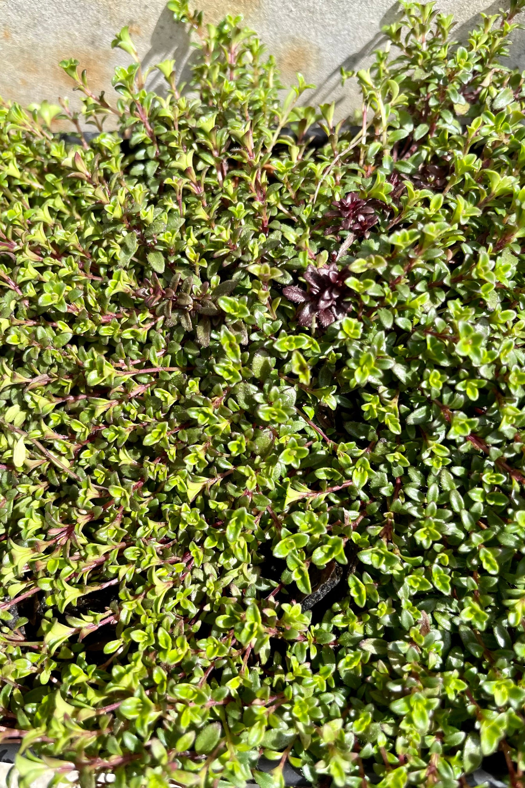 detail of Thymus 'Coccineus' 1qt against a grey wall ©Sprout Home