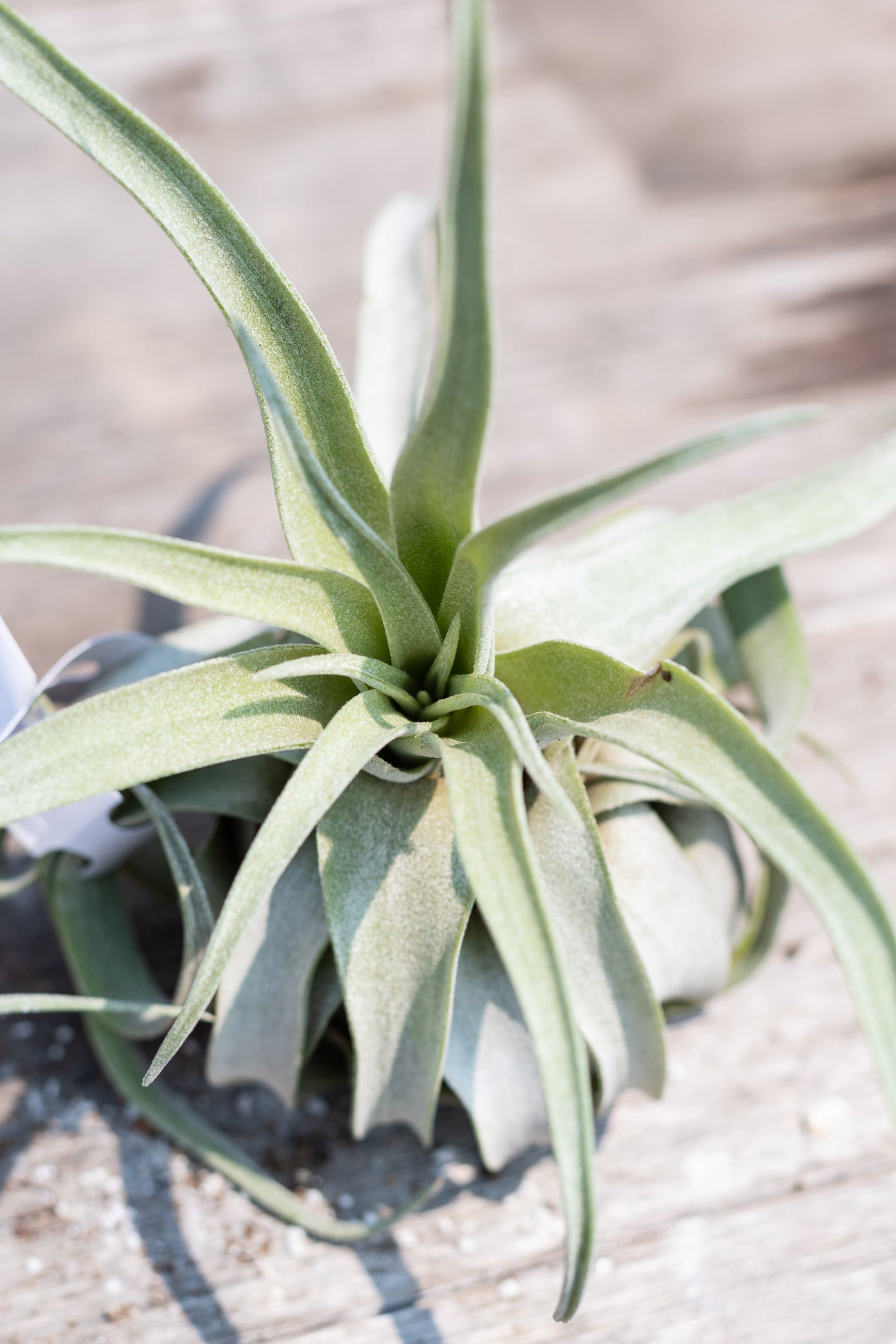 Close up of Tillandsia streptophylla