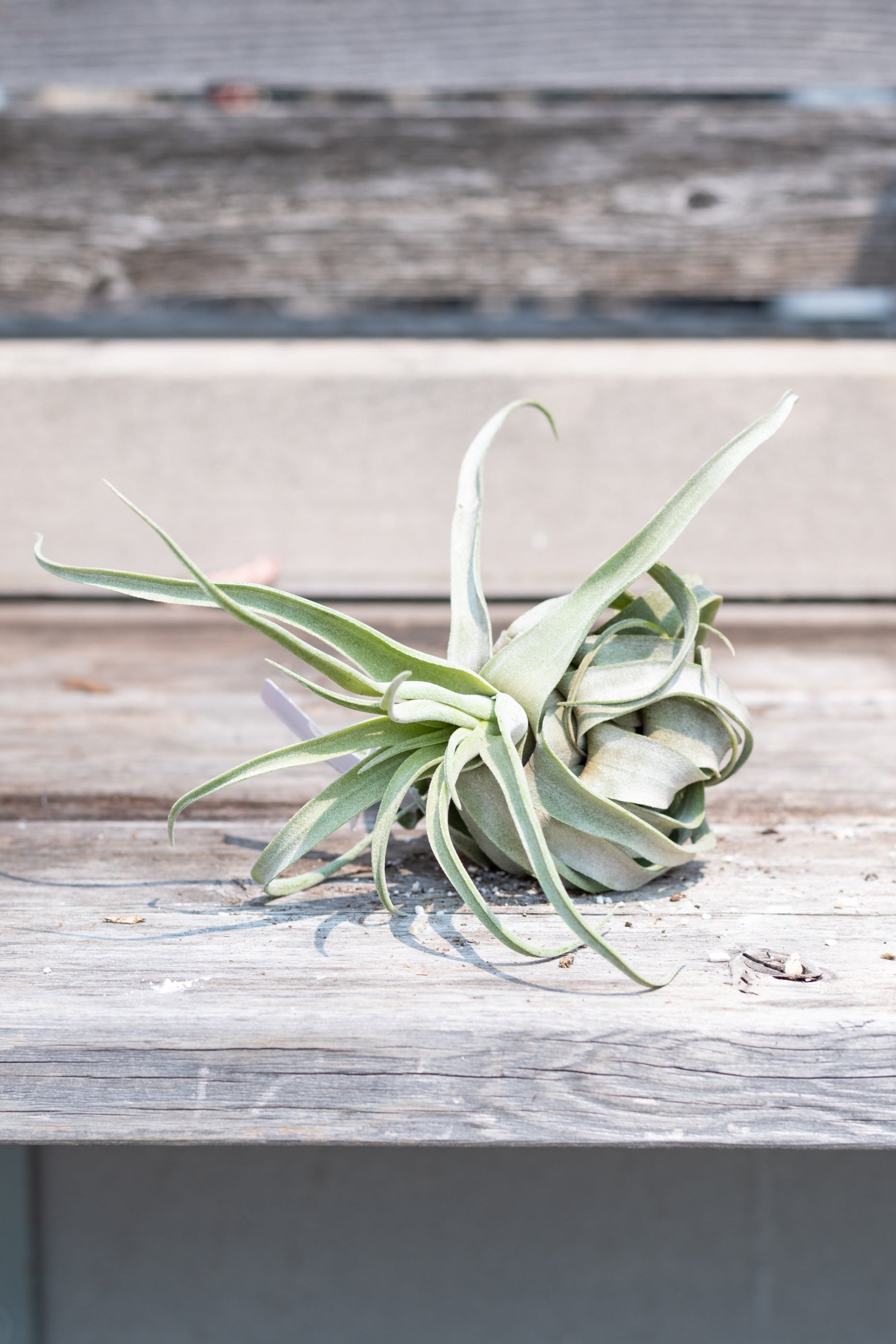 Tillandsia streptophylla on grey wood background