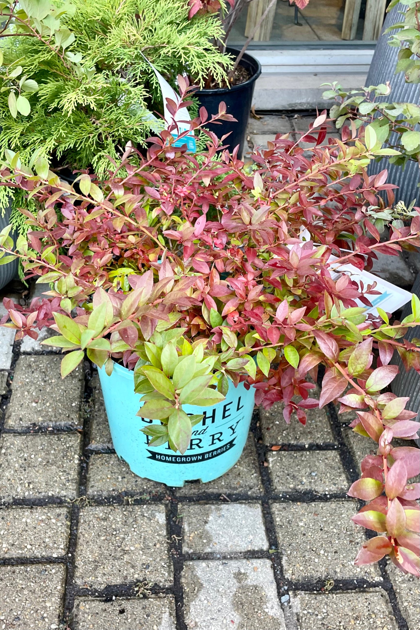 'Midnight Cascade' blueberry bush the beginning of October showing fall color on the leaves in a #2 pot at Sprout-home.  ©Sprout Home