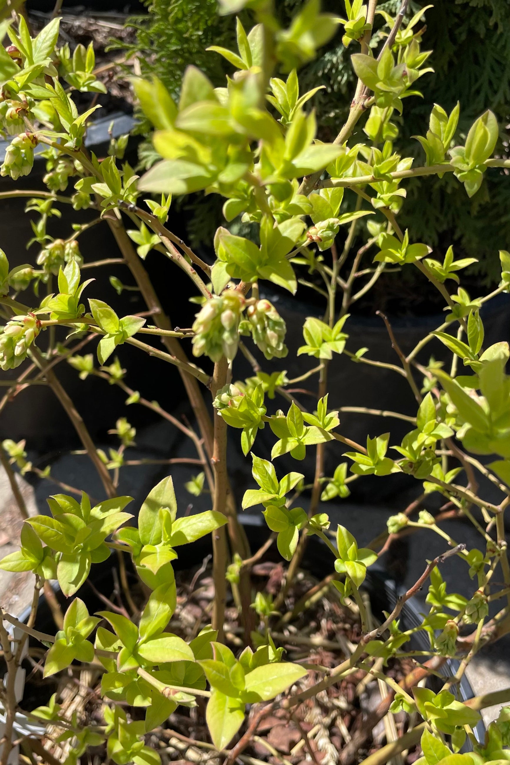 Detail picture of the soft green early spring leaves of the Vaccinium 'Northland'. ©Sprout Home