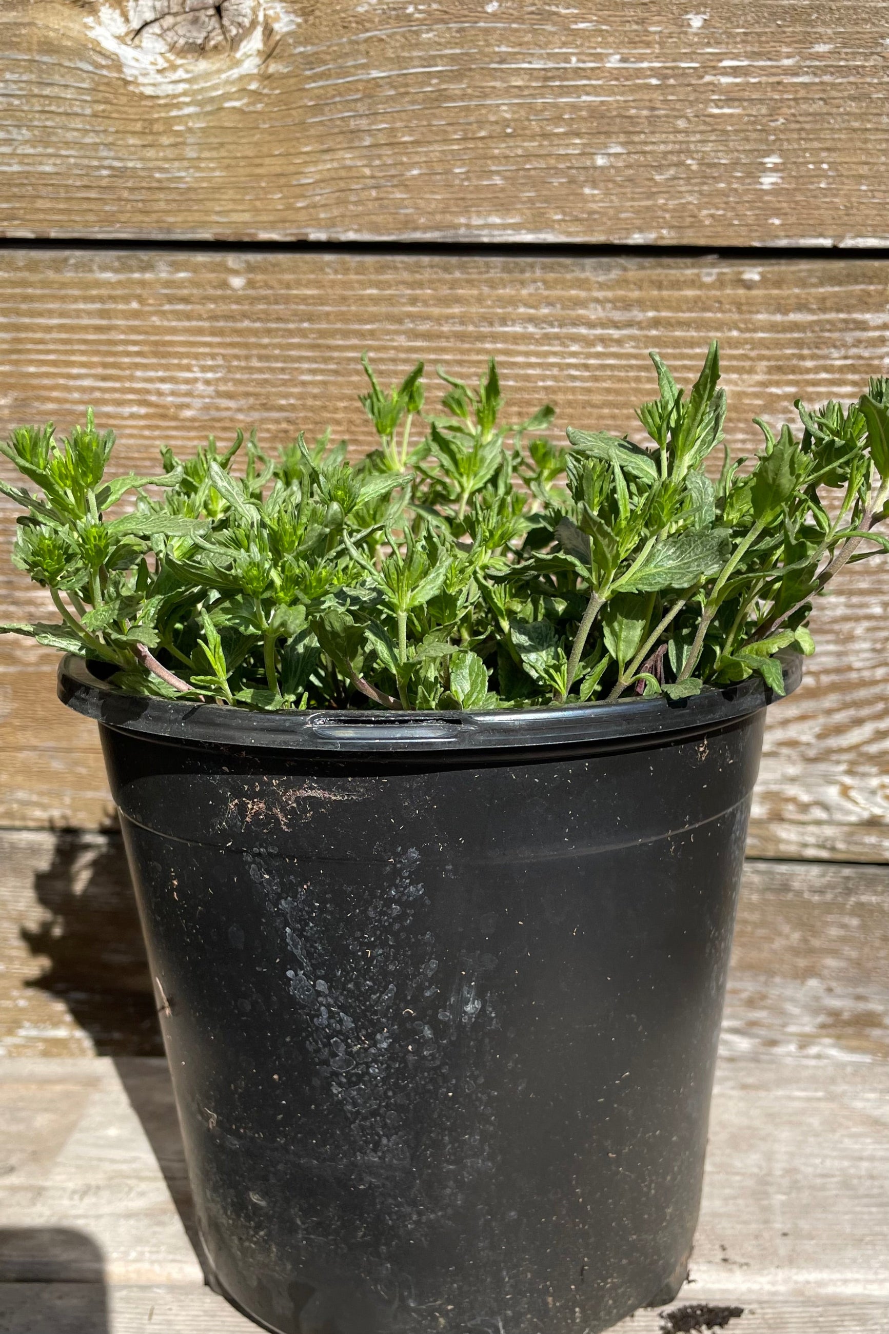 Veronica 'Blue Yonder' in a #1 pot the middle of April just starting to emerge for the season with its green leaves prior to bloom.  ©Sprout Home