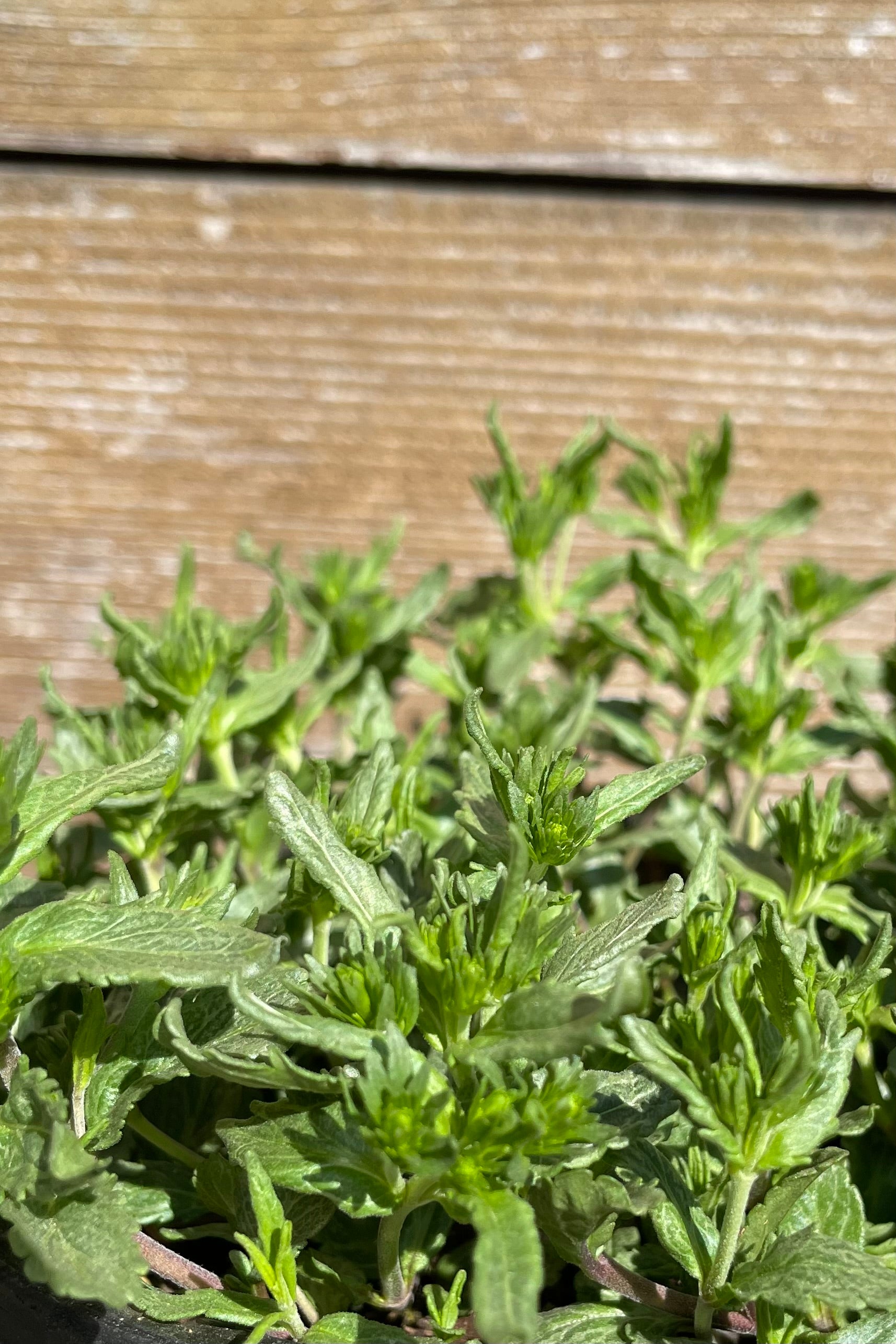 Veronica ' Blue Yonder' just starting to grow for the season mid April with green leaves and the start of buds.  ©Sprout Home