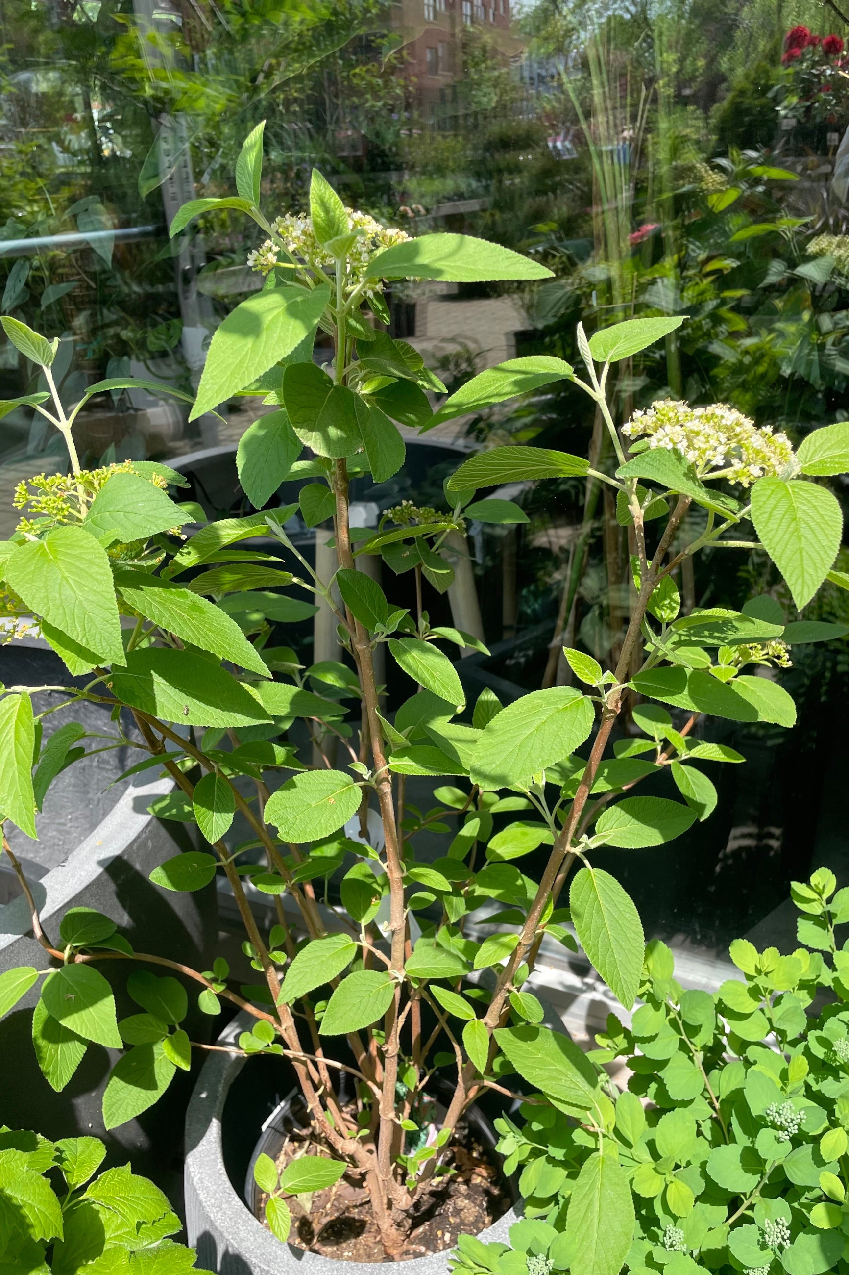 The Viburnum lantana 'Mohican' in a #3 growers pot at Sprout-home in the middle of May showing signs of bloom and bud.  ©Sprout Home 