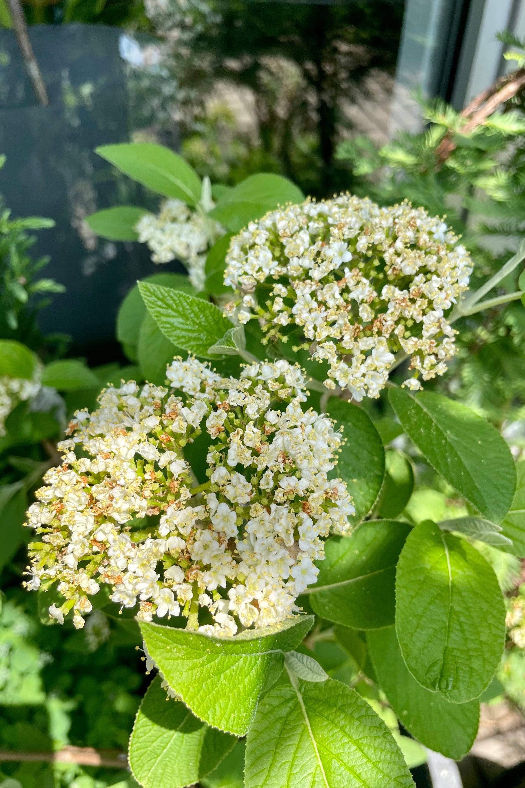 The Viburnum lantana 'Mohican' in full bloom in the middle of May with creamy white flowers and green leaves in the Sprout-home yard. ©Sprout Home
