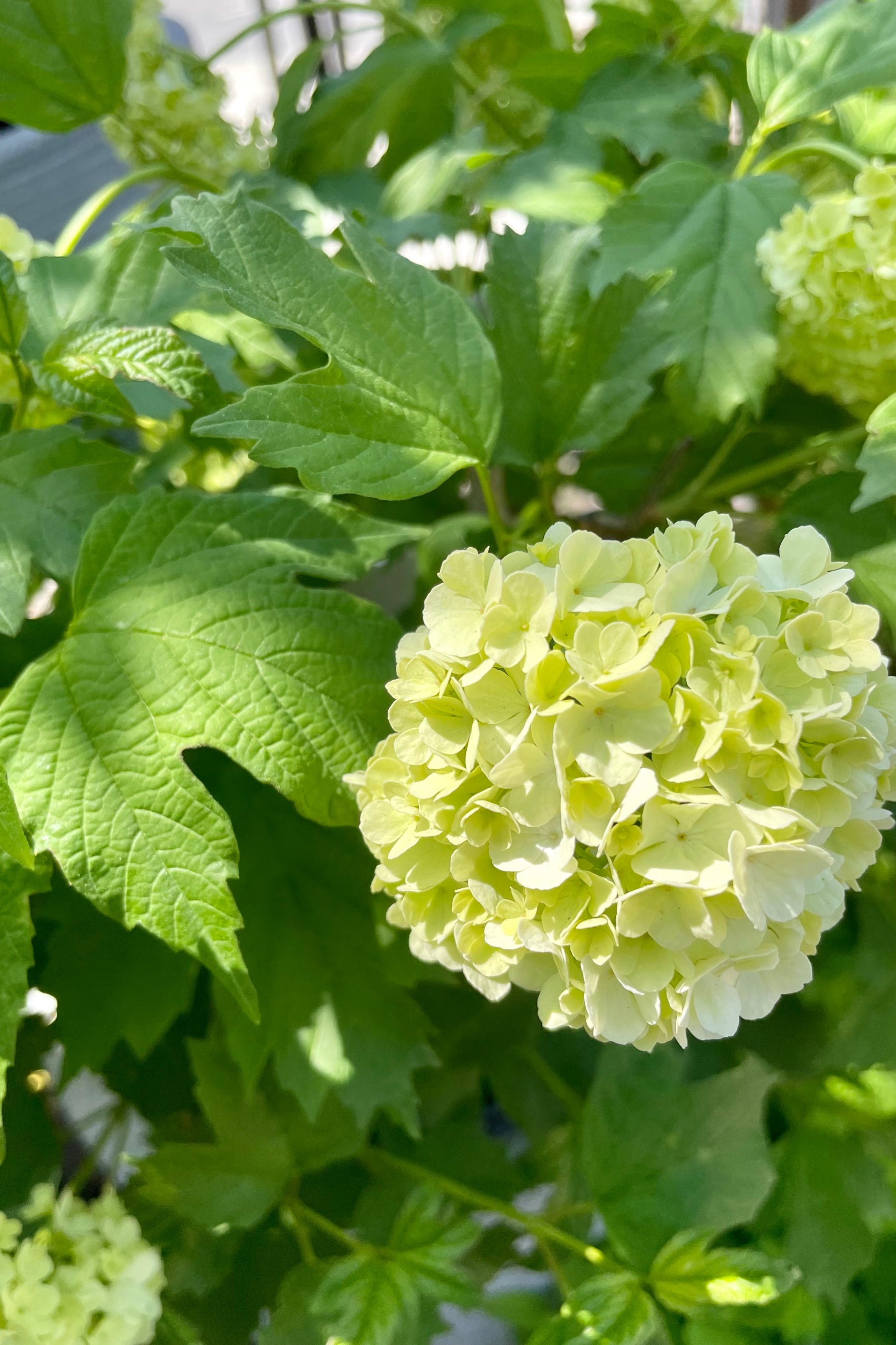 Viburnum opulus 'Rose' close up picture of its flower in bloom showing the cream white petals in the middle of May in then Sprout-home yard.  ©Sprout Home