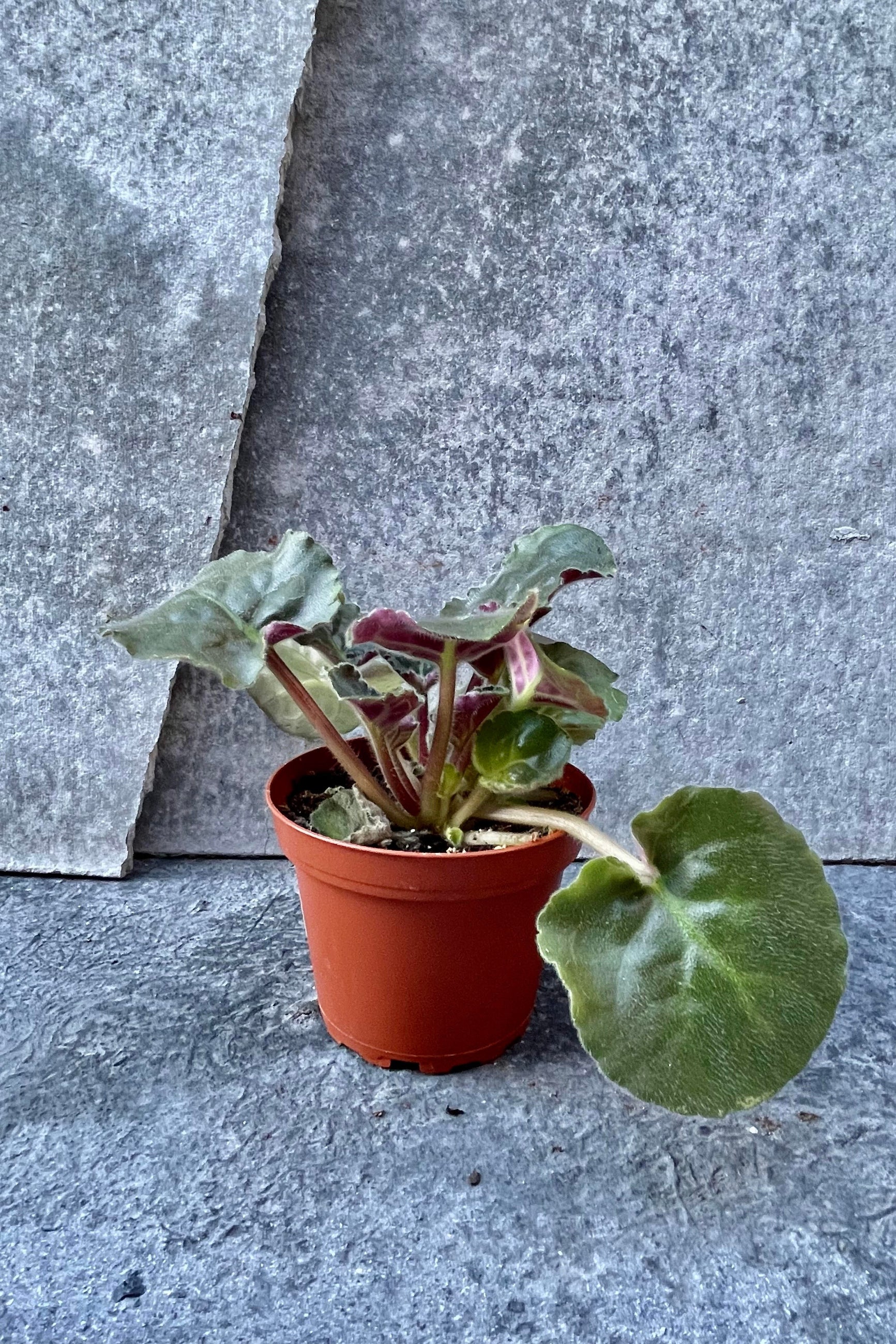 Saintpaulia ionantha "African Violet", Specialty 4"