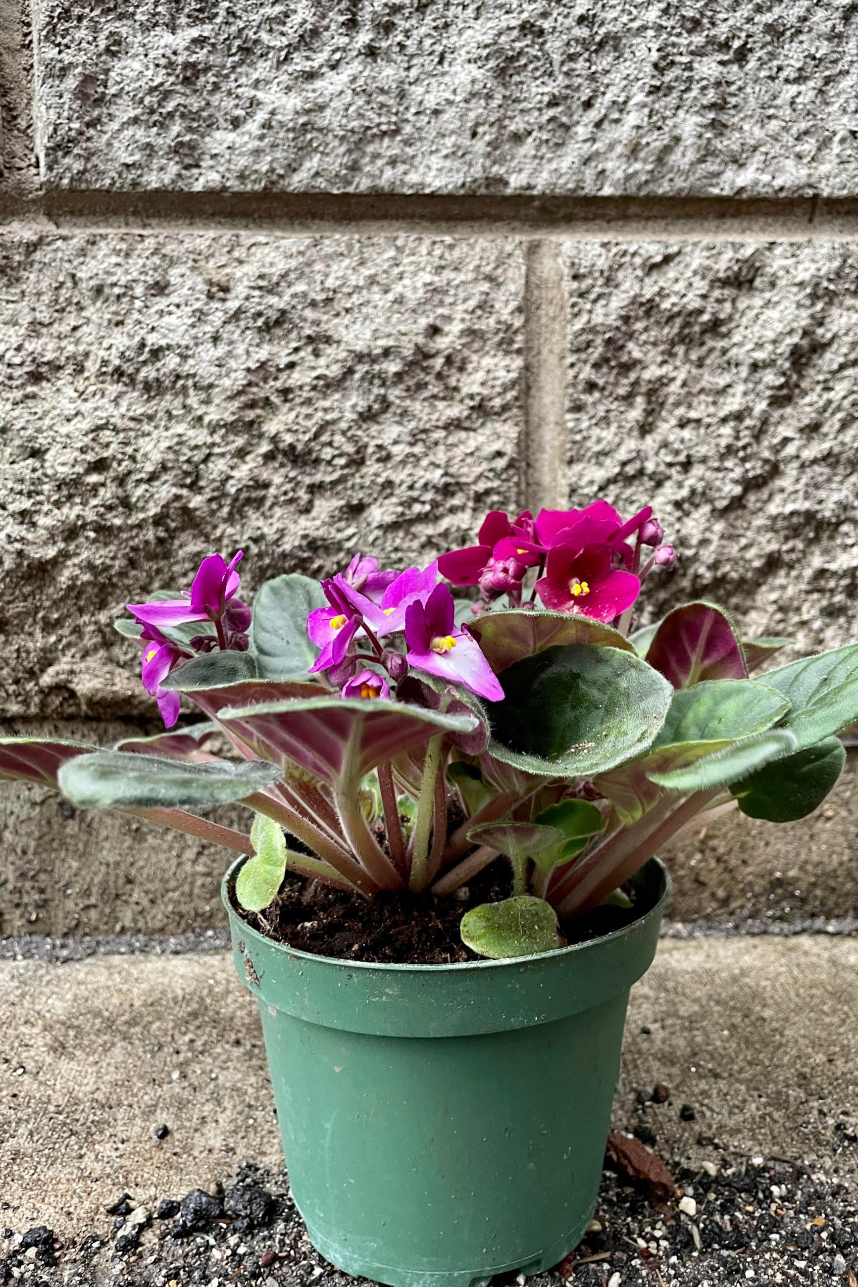 Saintpaulia ionantha "African Violet" 5"