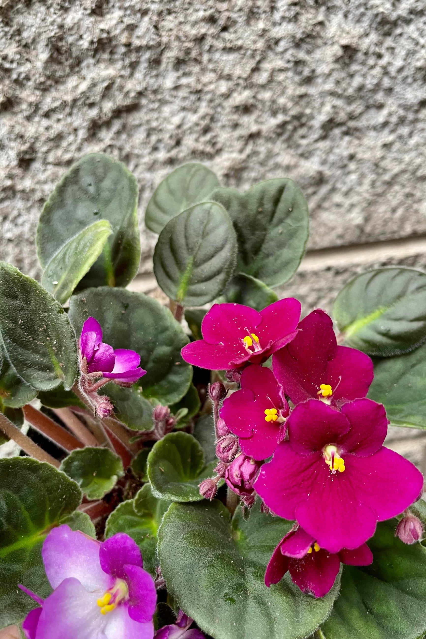 A detailed look at a second color variation  for the Sainpaulia ionantha "African Violet" 5".