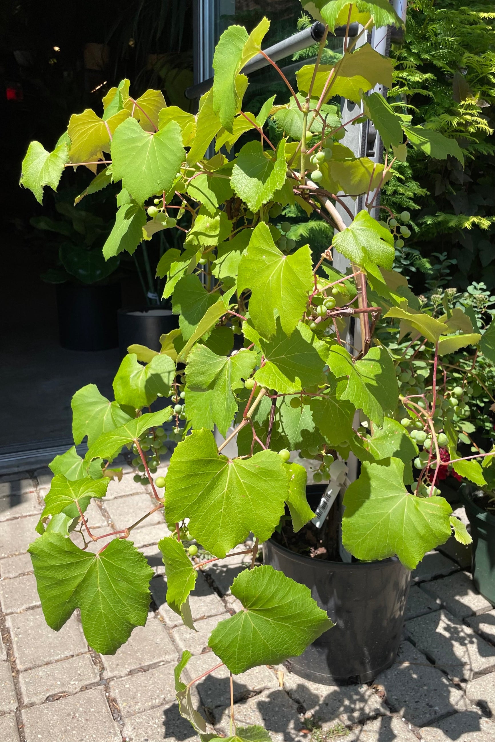 Vitis 'Concord Seedless' in mid July in a #3 growers pot showing the lush green leaves at Sprout-home. ©Sprout Home