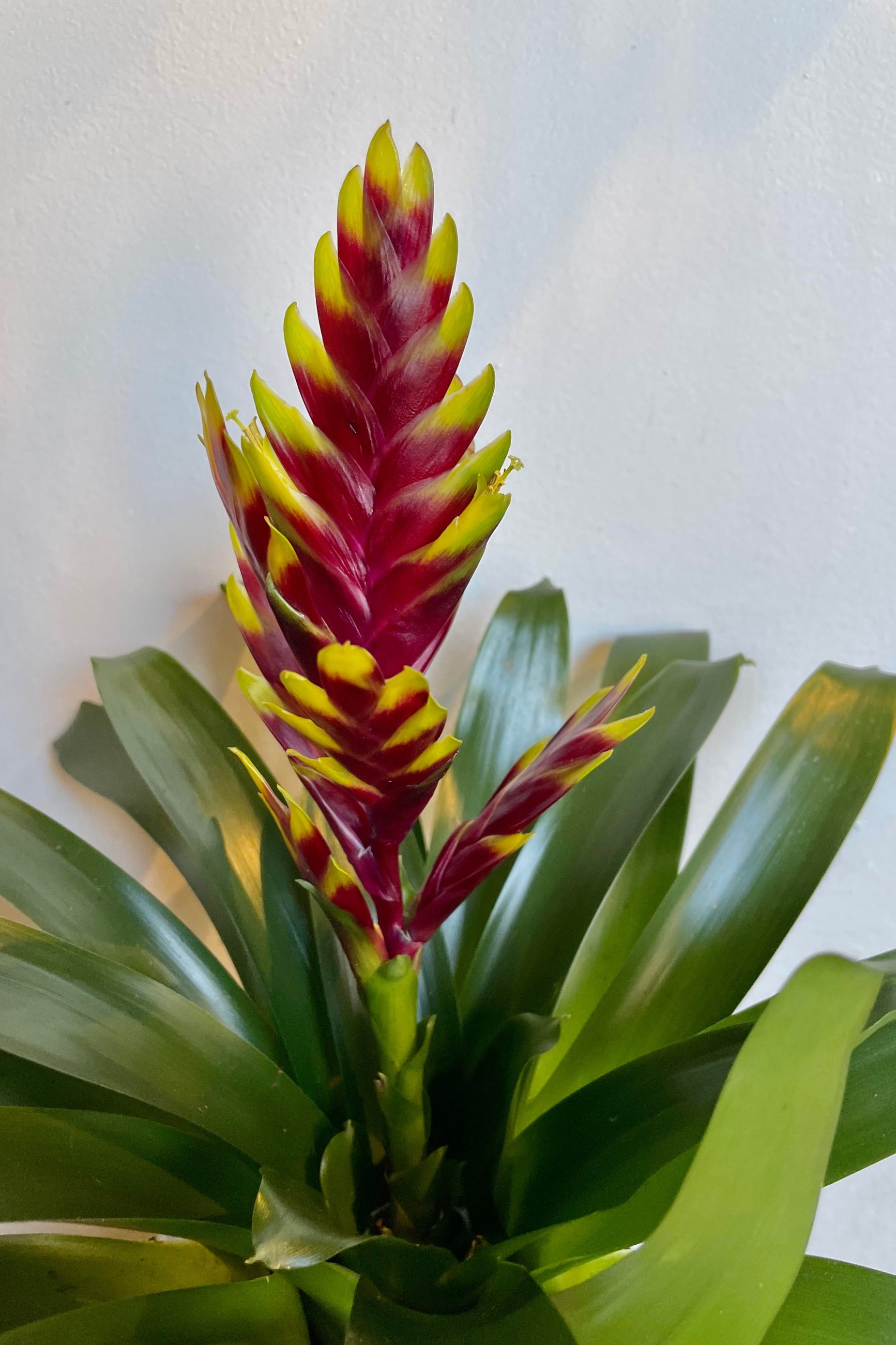 A detailed look at the Vriesea 'Vogue' 6" ©Sprout Home