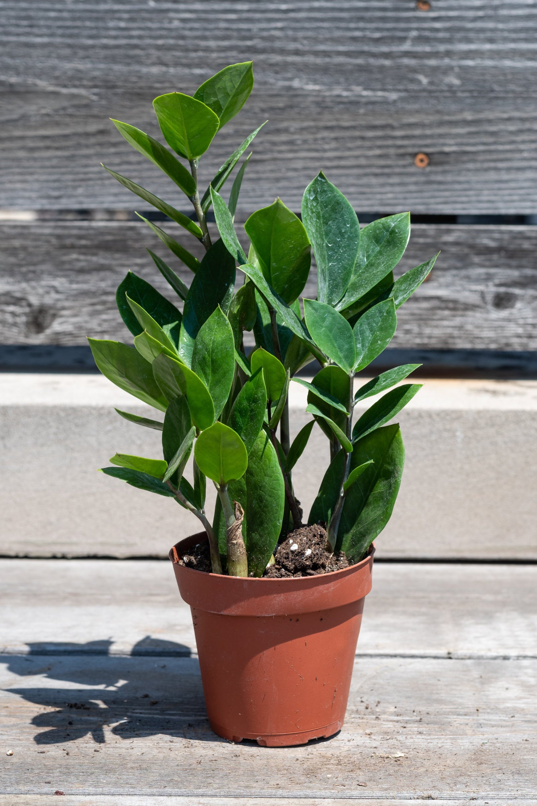 Zamioculcus zamifolia in front of grey wood background ©Sprout Home
