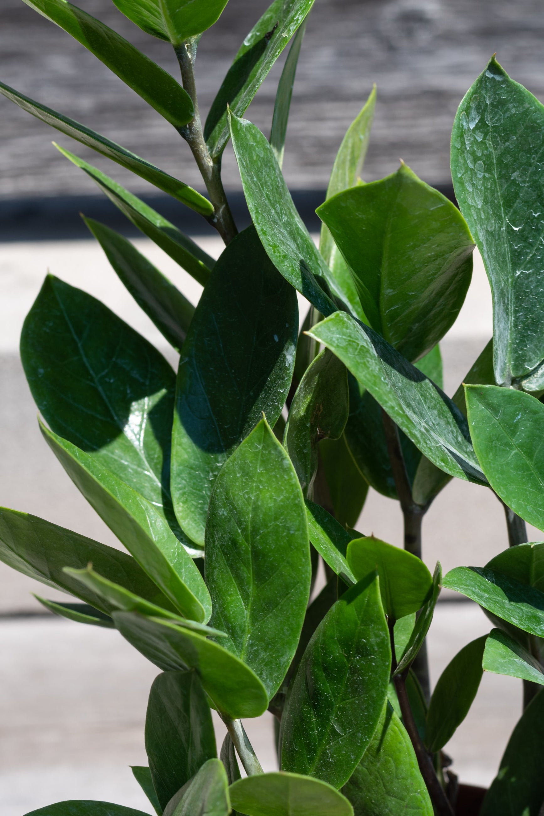 Close up of Zamioculcus zamifolia leaves ©Sprout Home