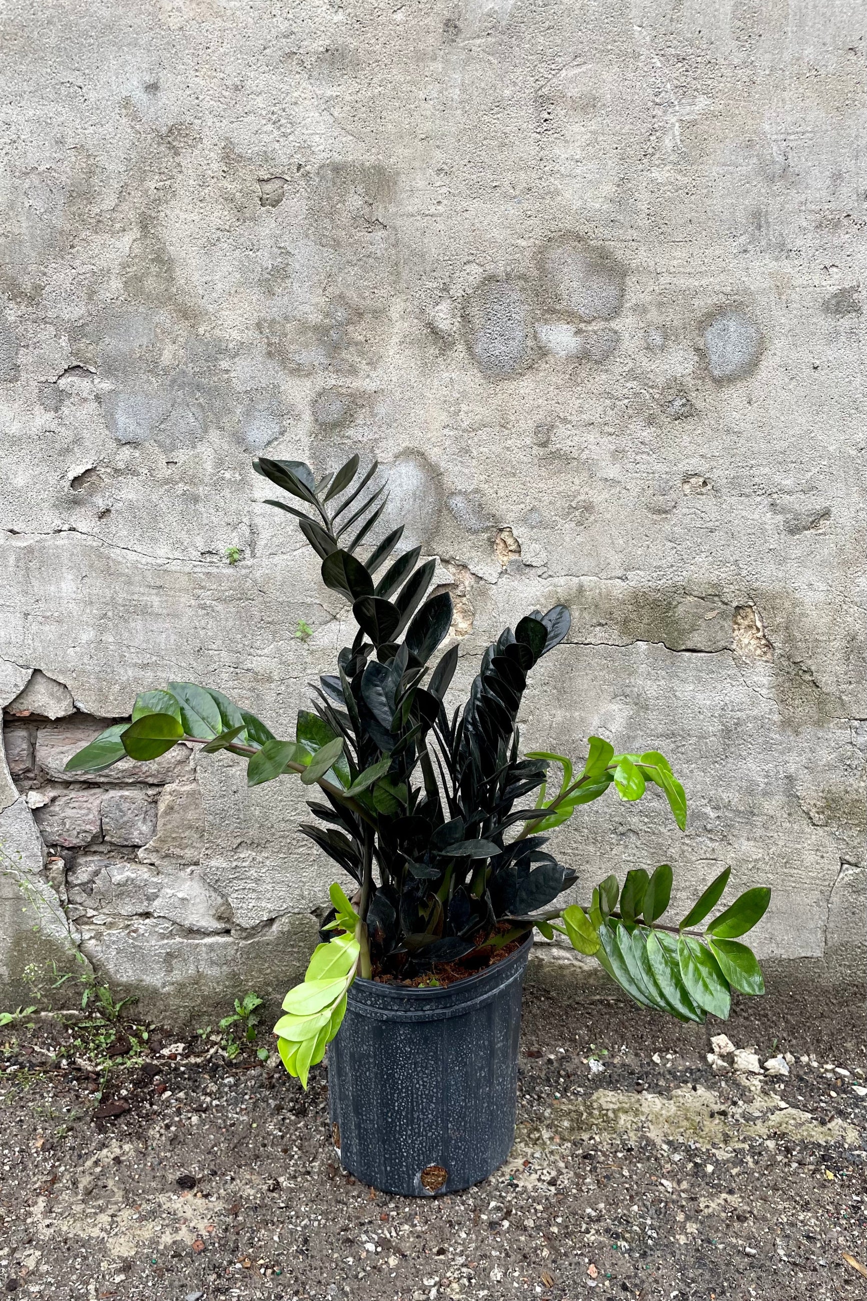 Zamioculcas zamiifolia 'Raven' 10" against a grey wall