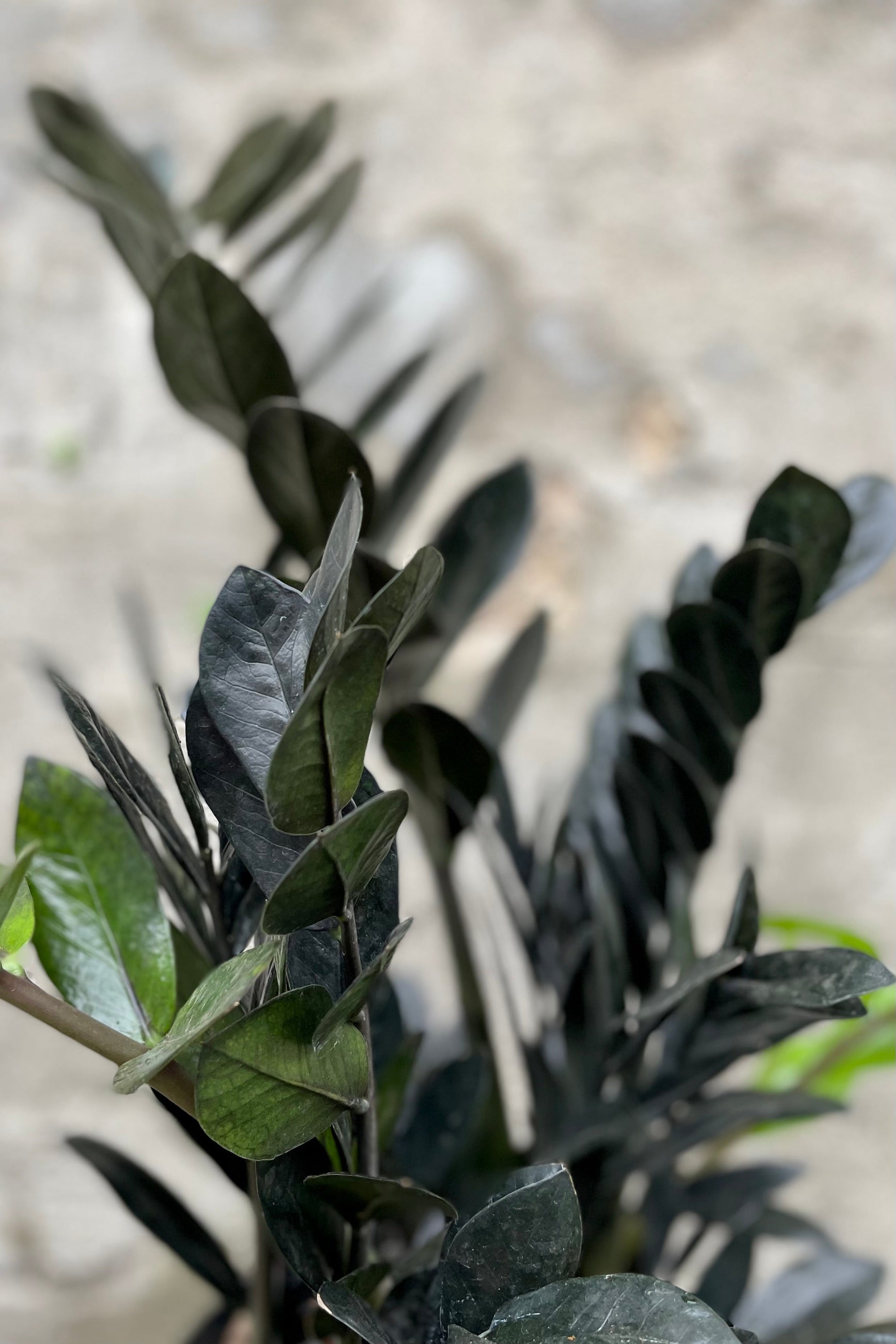 detail of Zamioculcas zamiifolia 'Raven' 10" against a grey wall