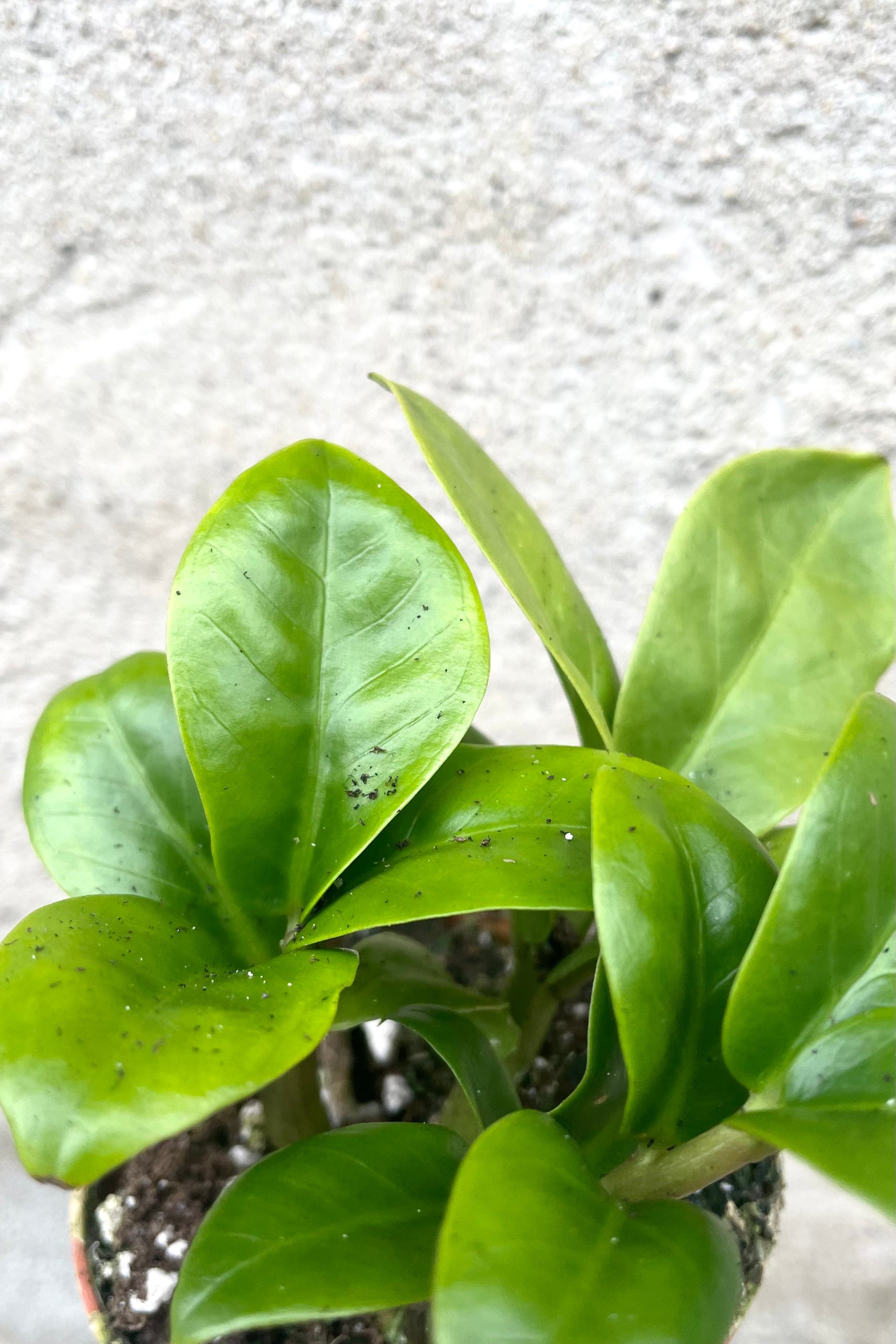 An overhead detailed view of Zamioculcas zamiifolia 'Zenzi' 3" against concrete backdrop ©Sprout Home